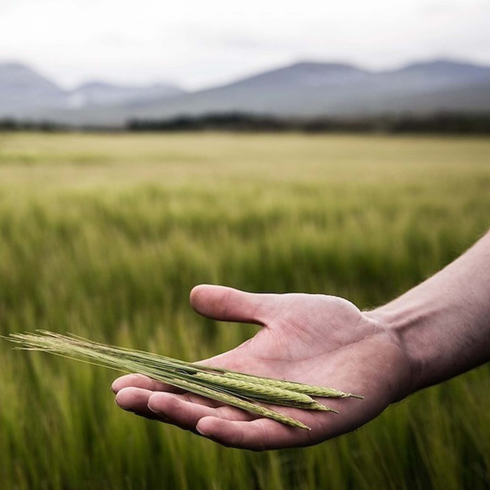 Bruichladdich Octomore 16.3 Cask Strength Single Malt Scotch Whisky 700ml