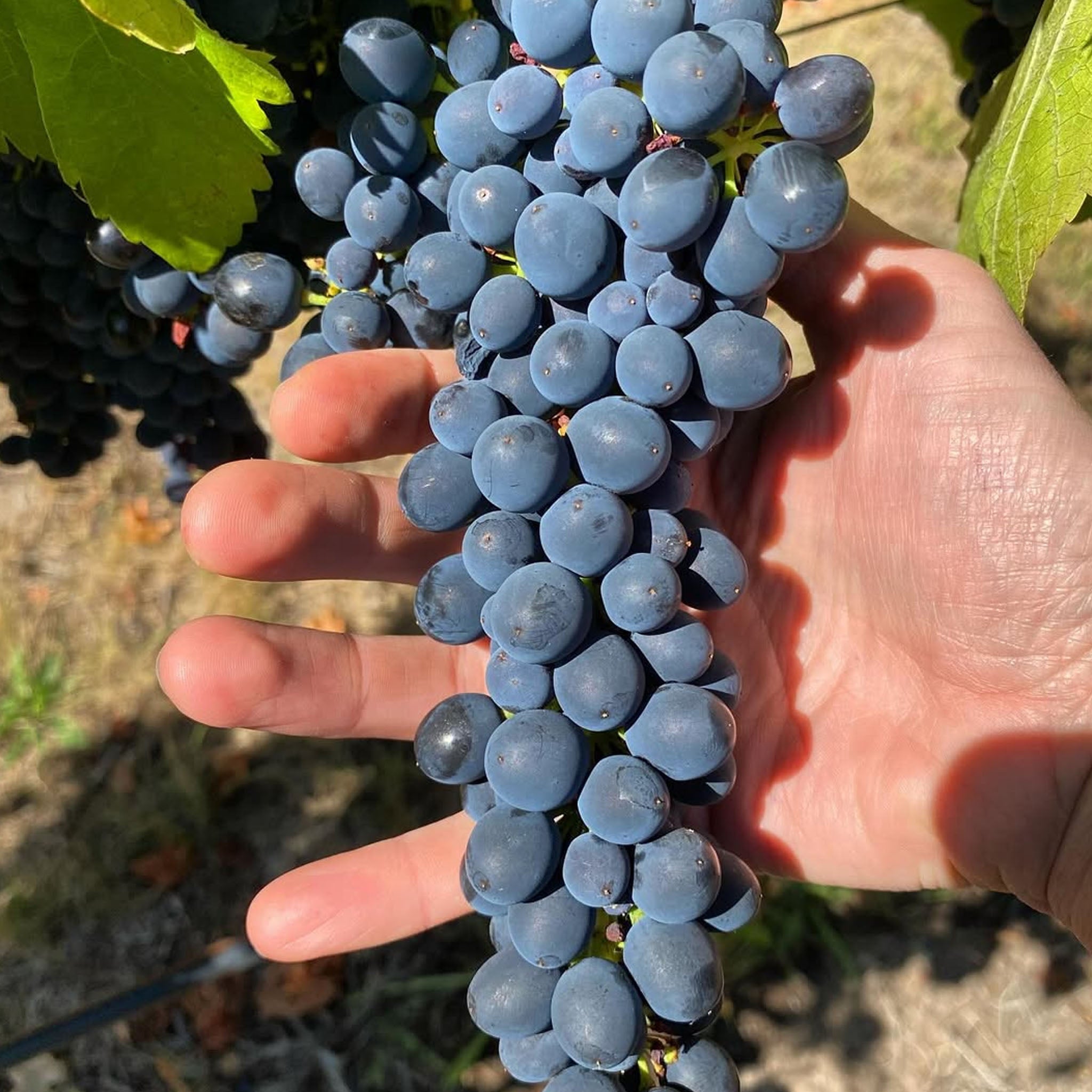 Bubb + Pooley Pinot Noir 2024 1.5L