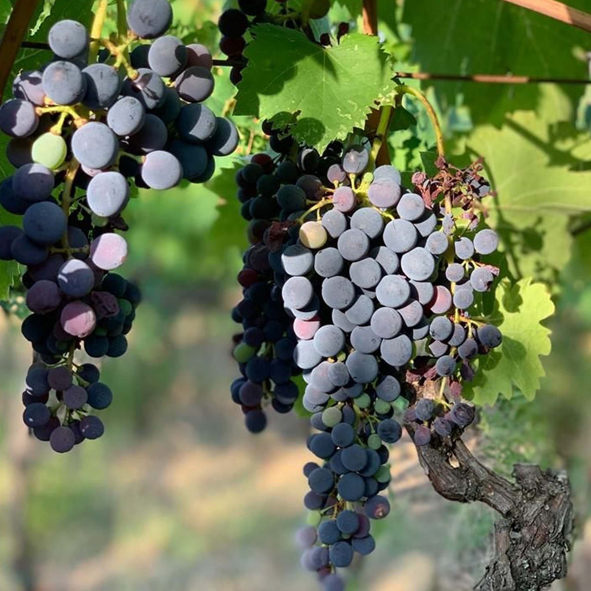 Buccia Nera Tenuta di Campriano Chianti 2022