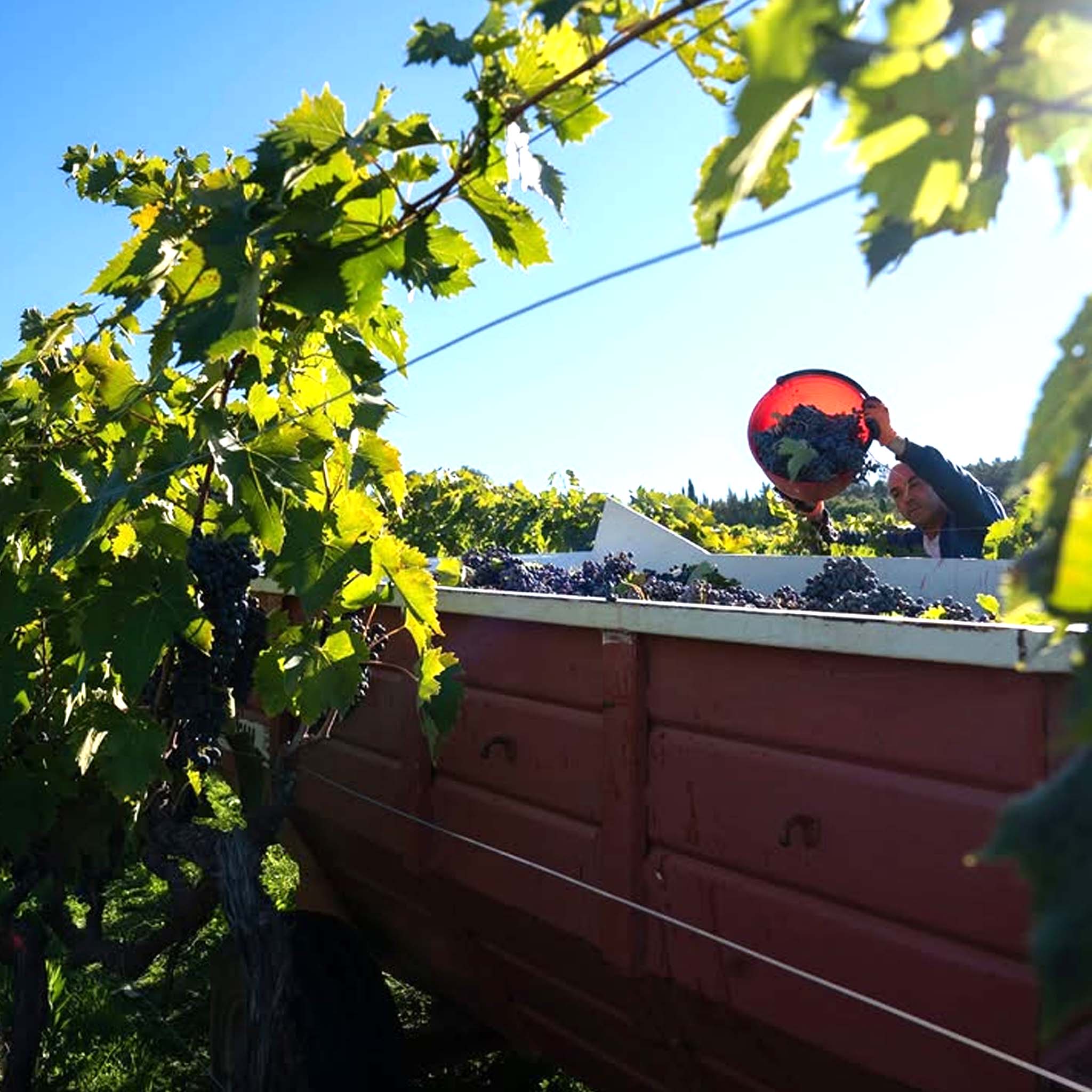 Buccia Nera Tenuta di Campriano Chianti Riserva 2018