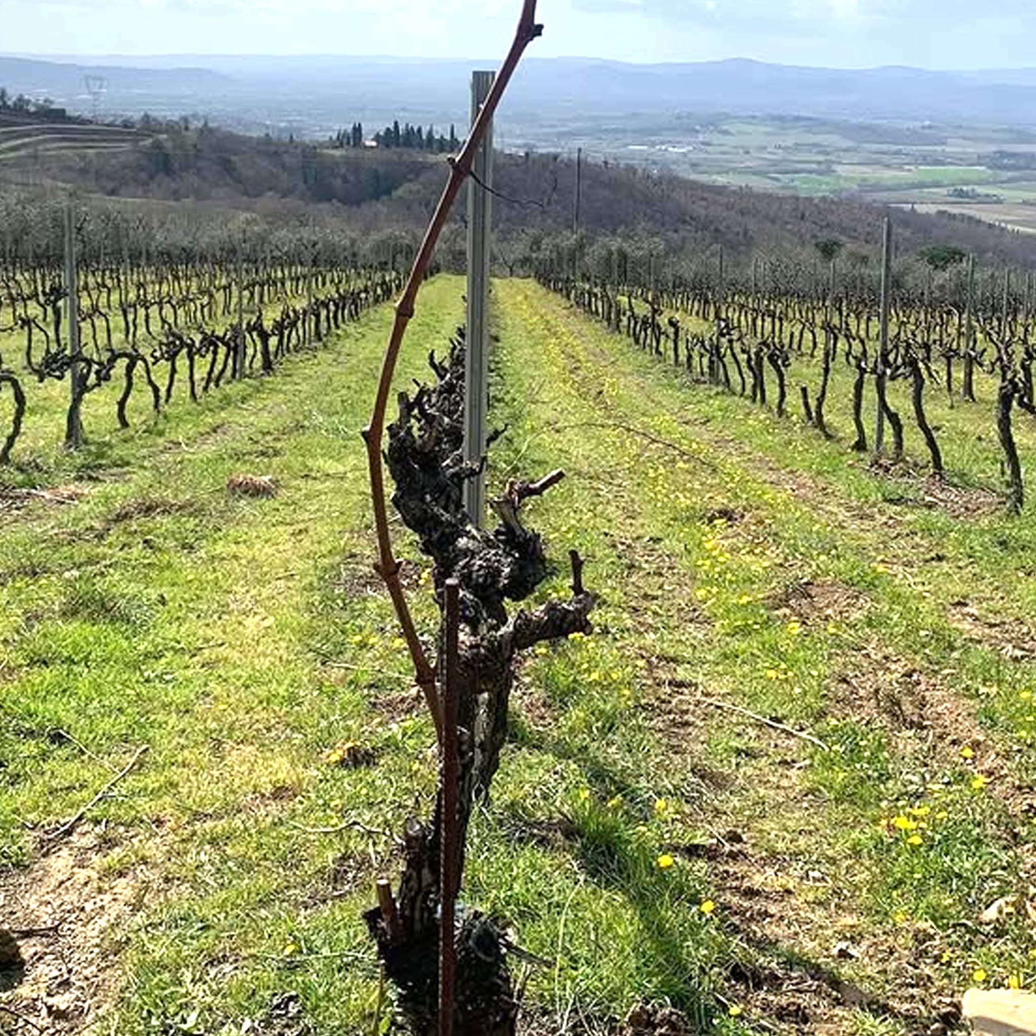 Buccia Nera Tenuta di Campriano Chianti Riserva 2018
