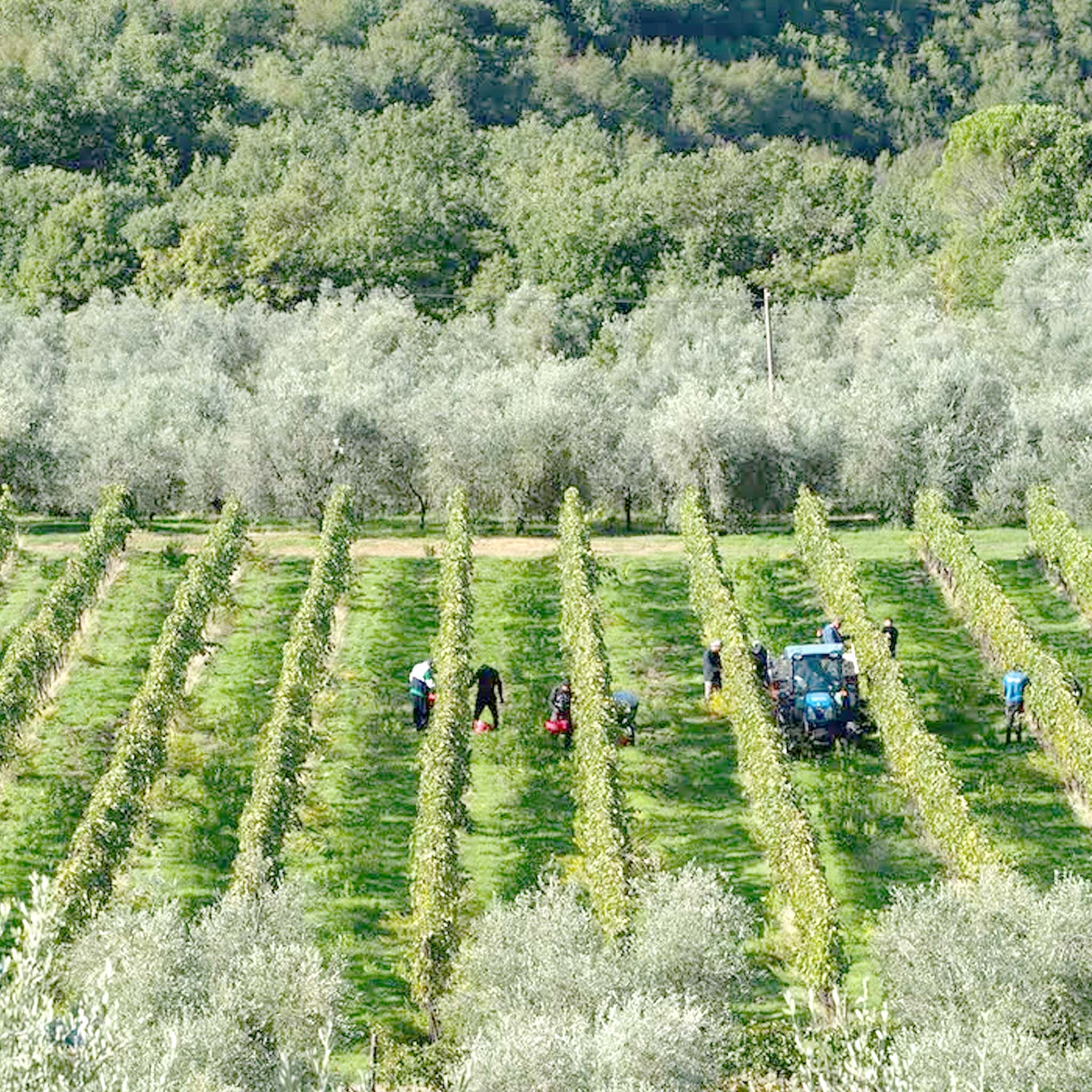 Buccia Nera Tenuta di Campriano Chianti 2022