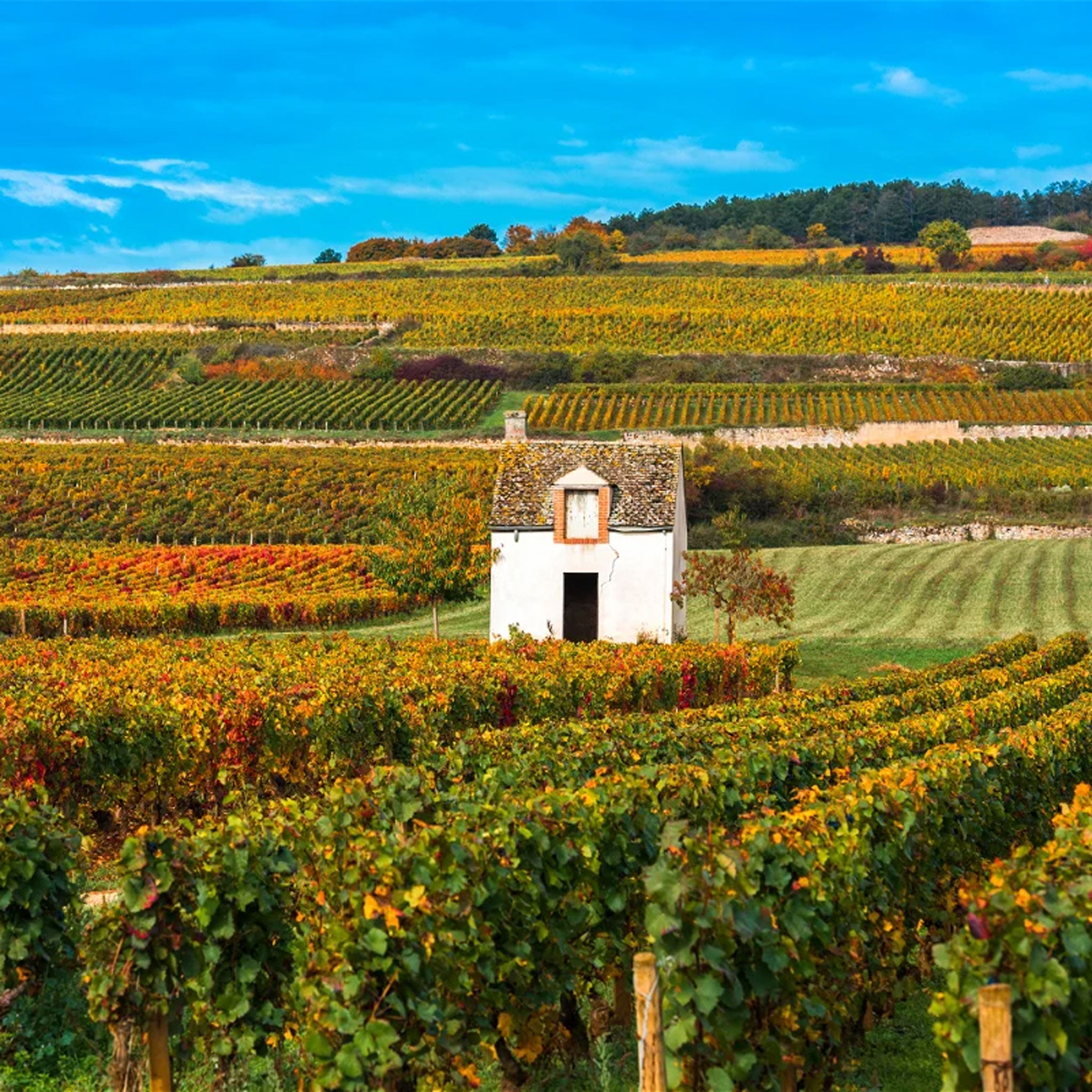 Domaine Jean-Marc et Thomas Bouley Pommard 1er Cru Les Rugiens 2021