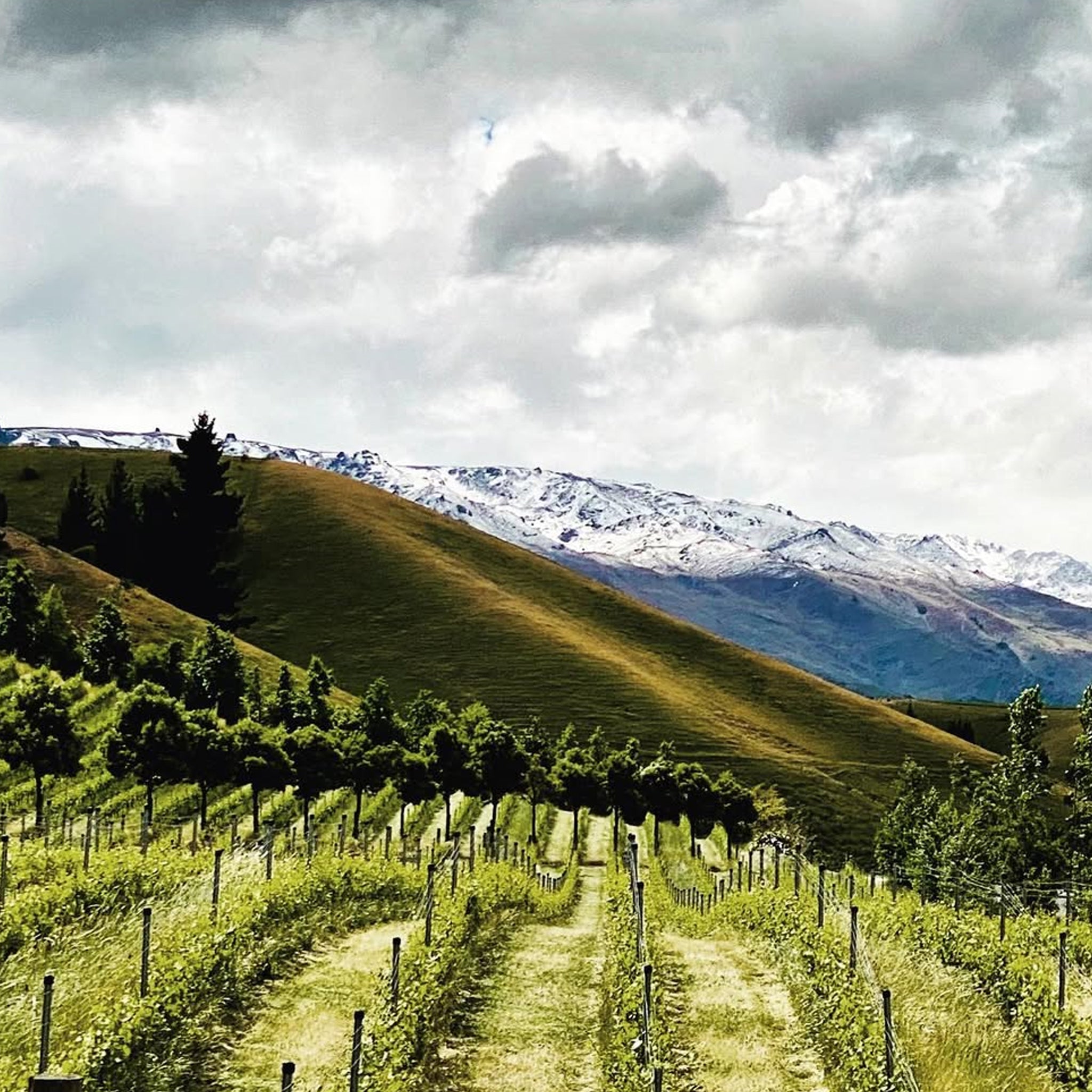 Burn Cottage Vineyard Riesling Grüner Veltliner 2022