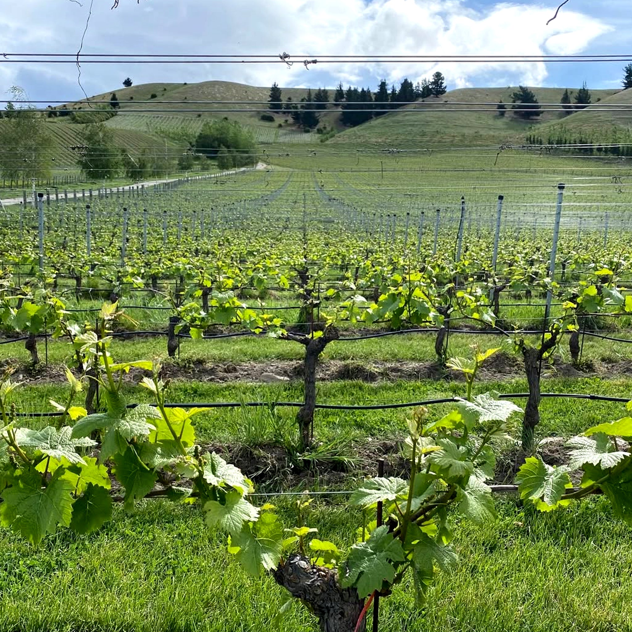 Burn Cottage Vineyard Riesling Grüner Veltliner 2022