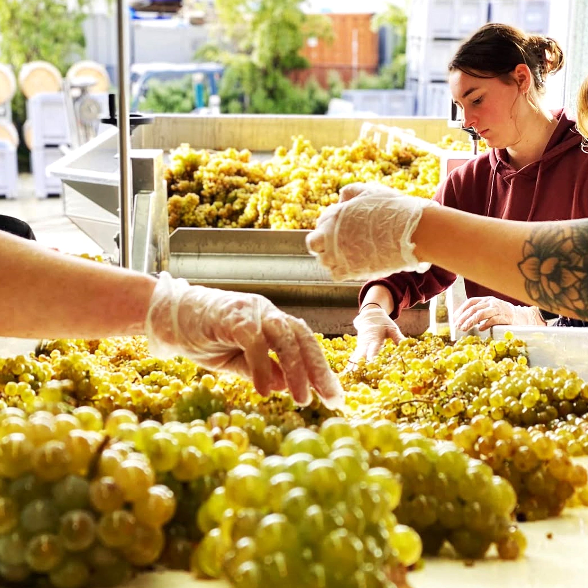 Burn Cottage Vineyard Riesling Grüner Veltliner 2022