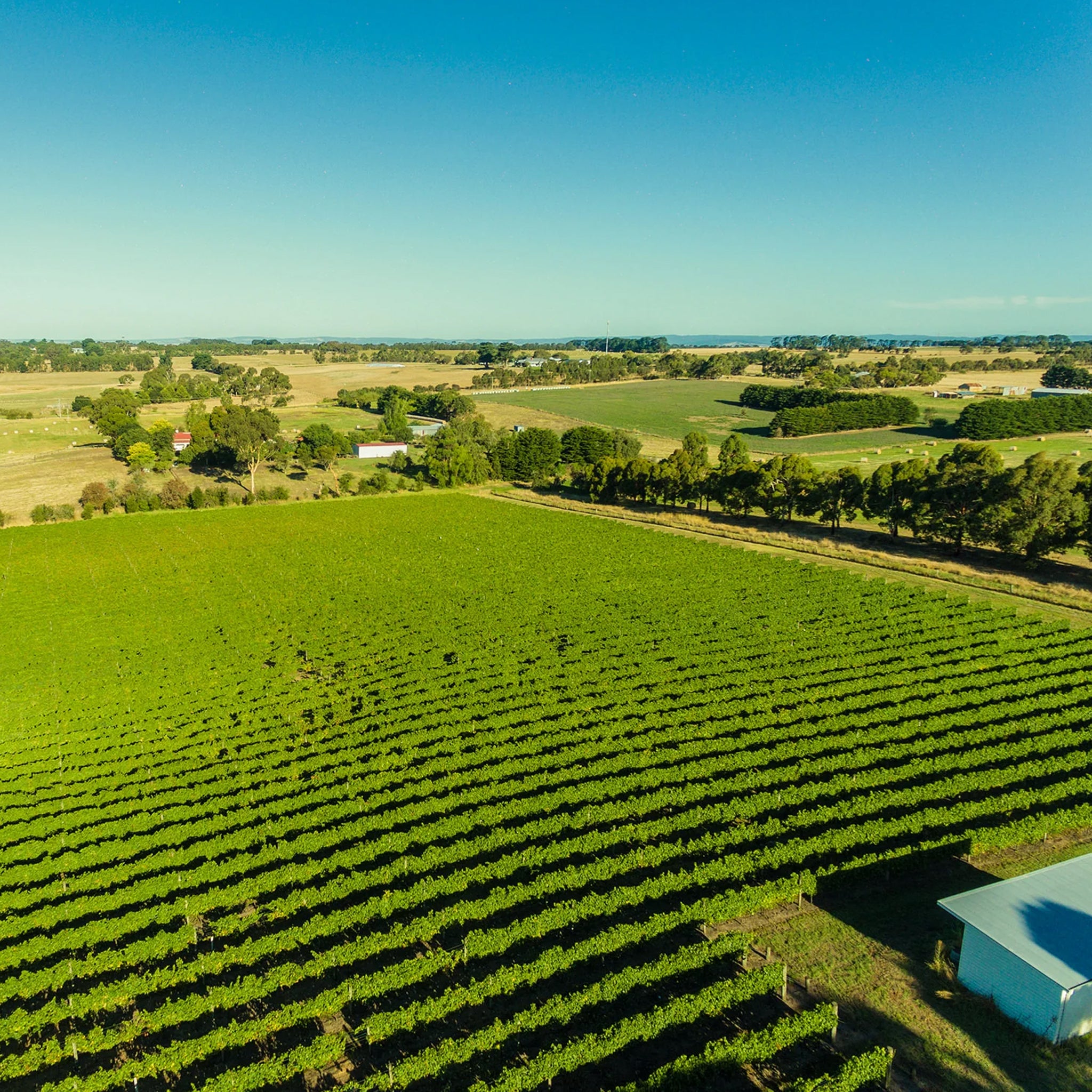 Irrewarra By Farr Chardonnay 2024