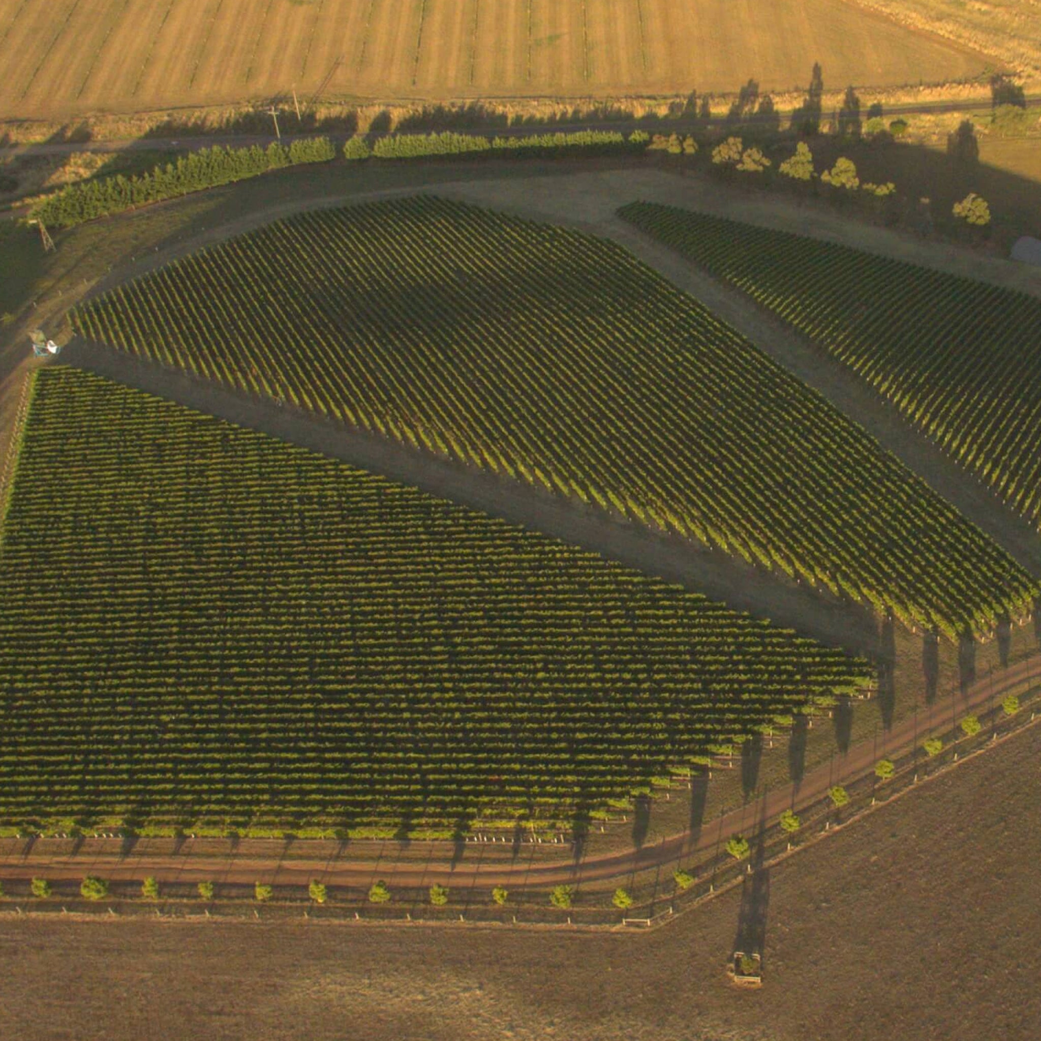 By Farr Sangreal Pinot Noir 2024