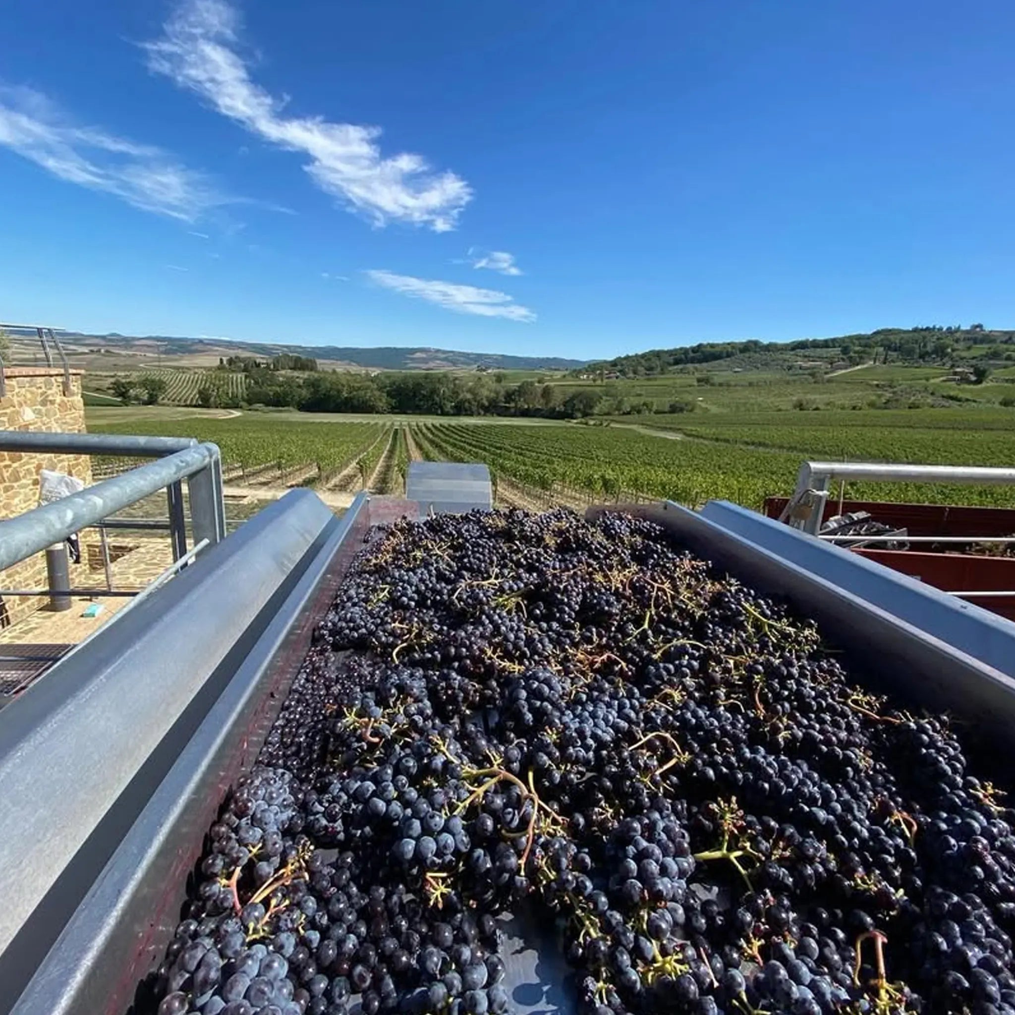 Canalicchio di Sopra Rosso di Montalcino 2024