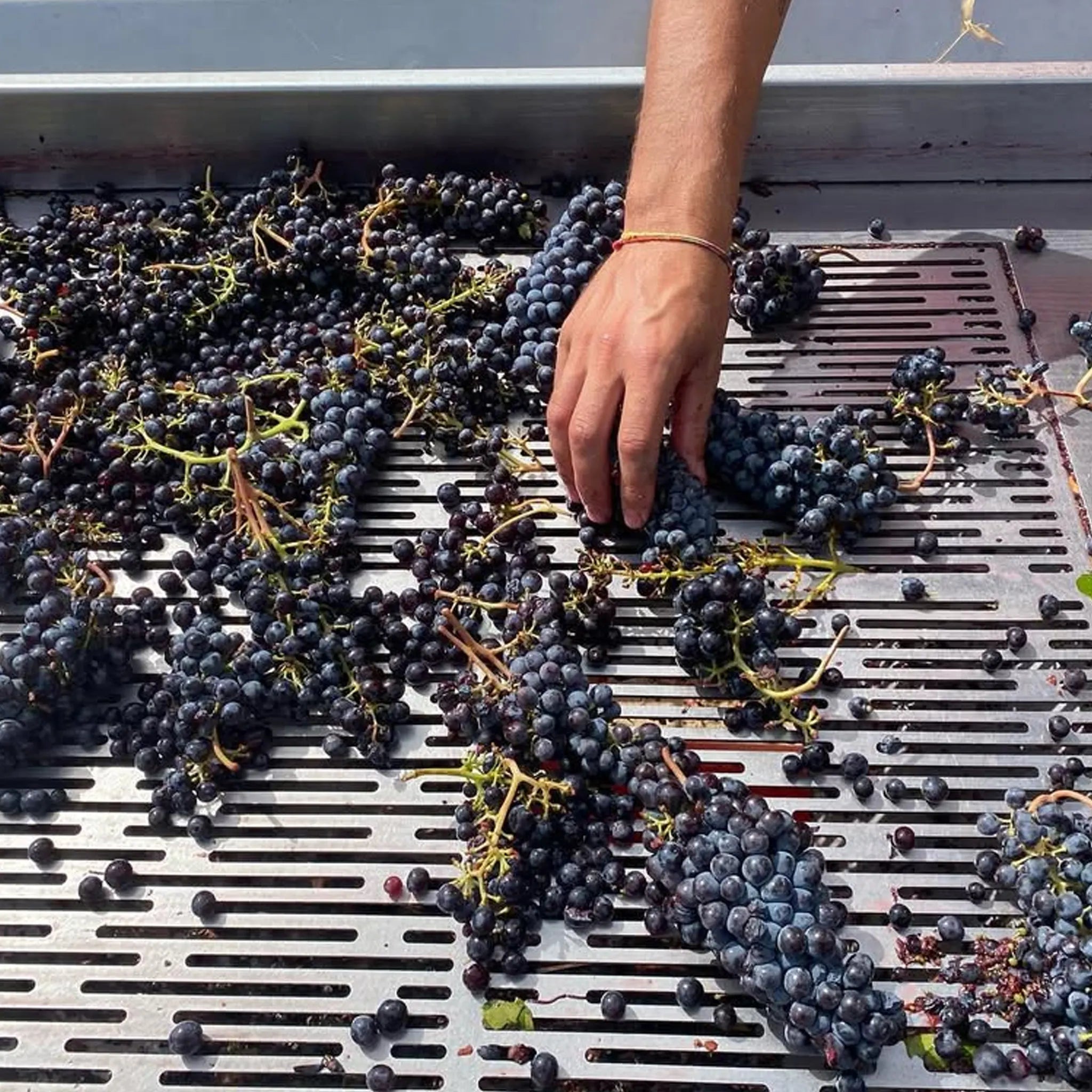 Canalicchio di Sopra Rosso di Montalcino 2024