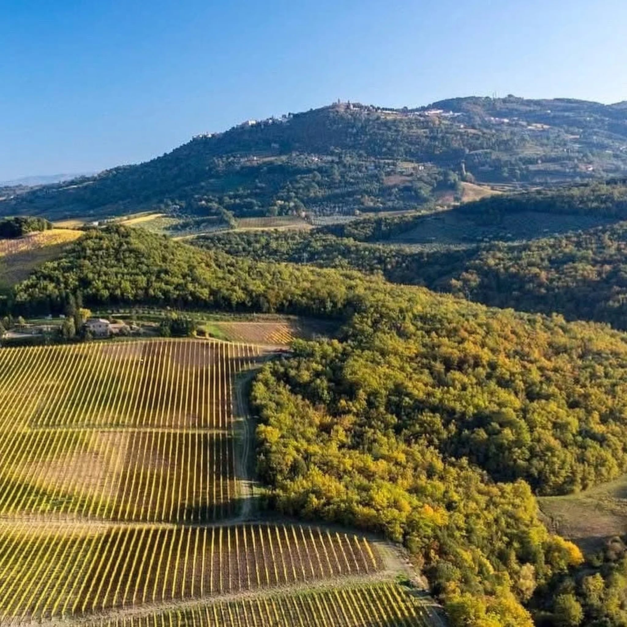 Canalicchio di Sopra Rosso di Montalcino 2024