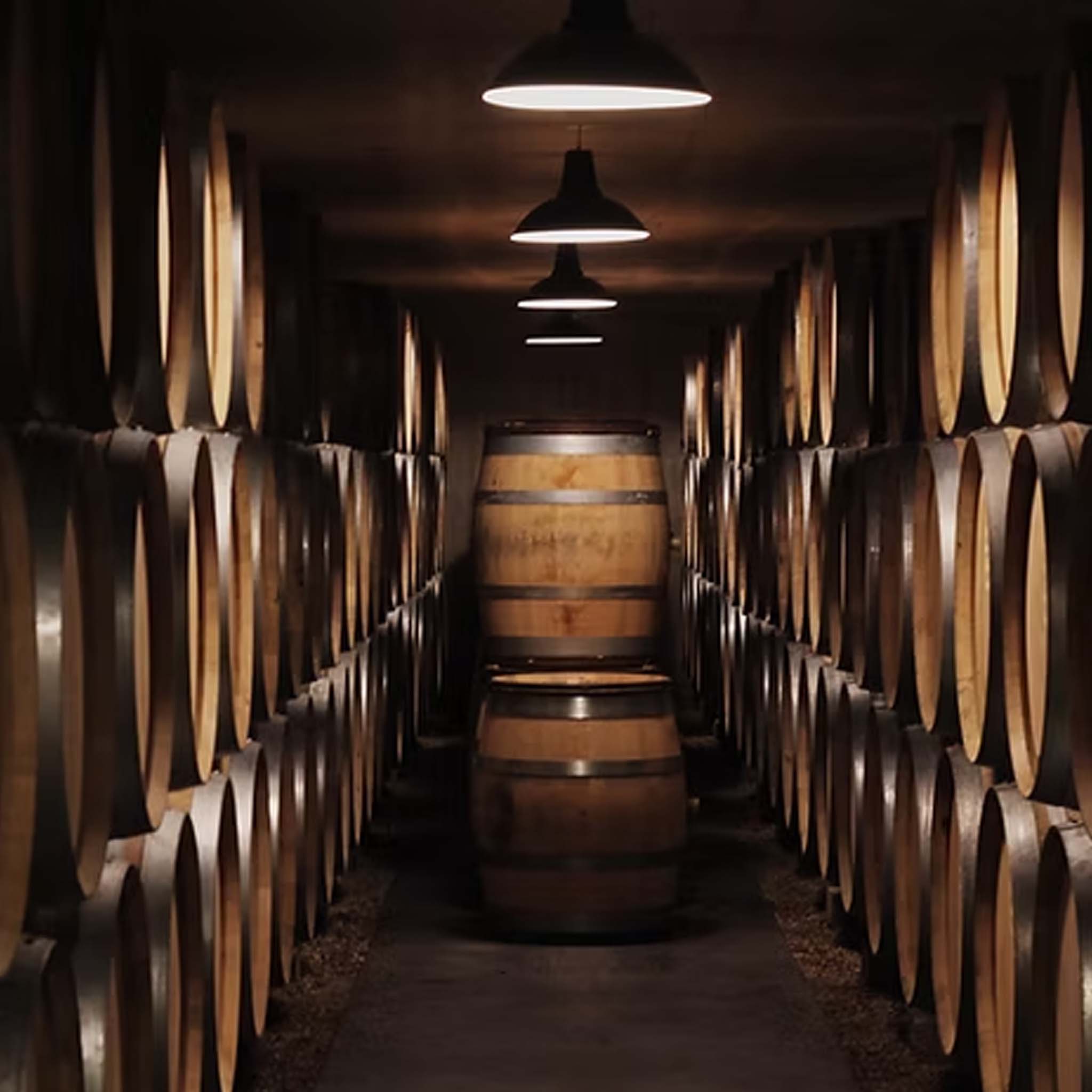 Caroline Morey Chassagne Montrachet 1er Cru Champs Gains Blanc 2023
