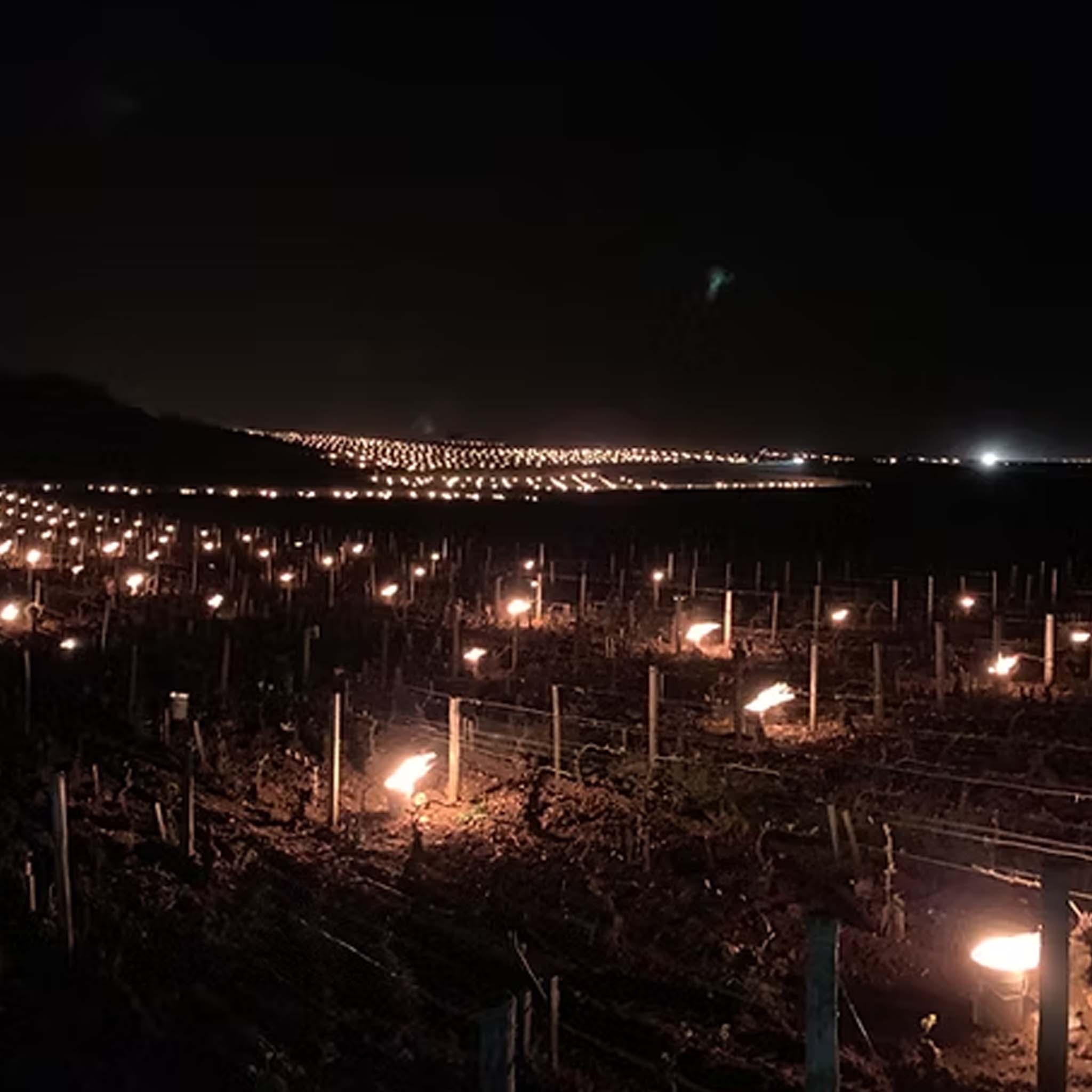 Caroline Morey Chassagne Montrachet 1er Cru Champs Gains Blanc 2023