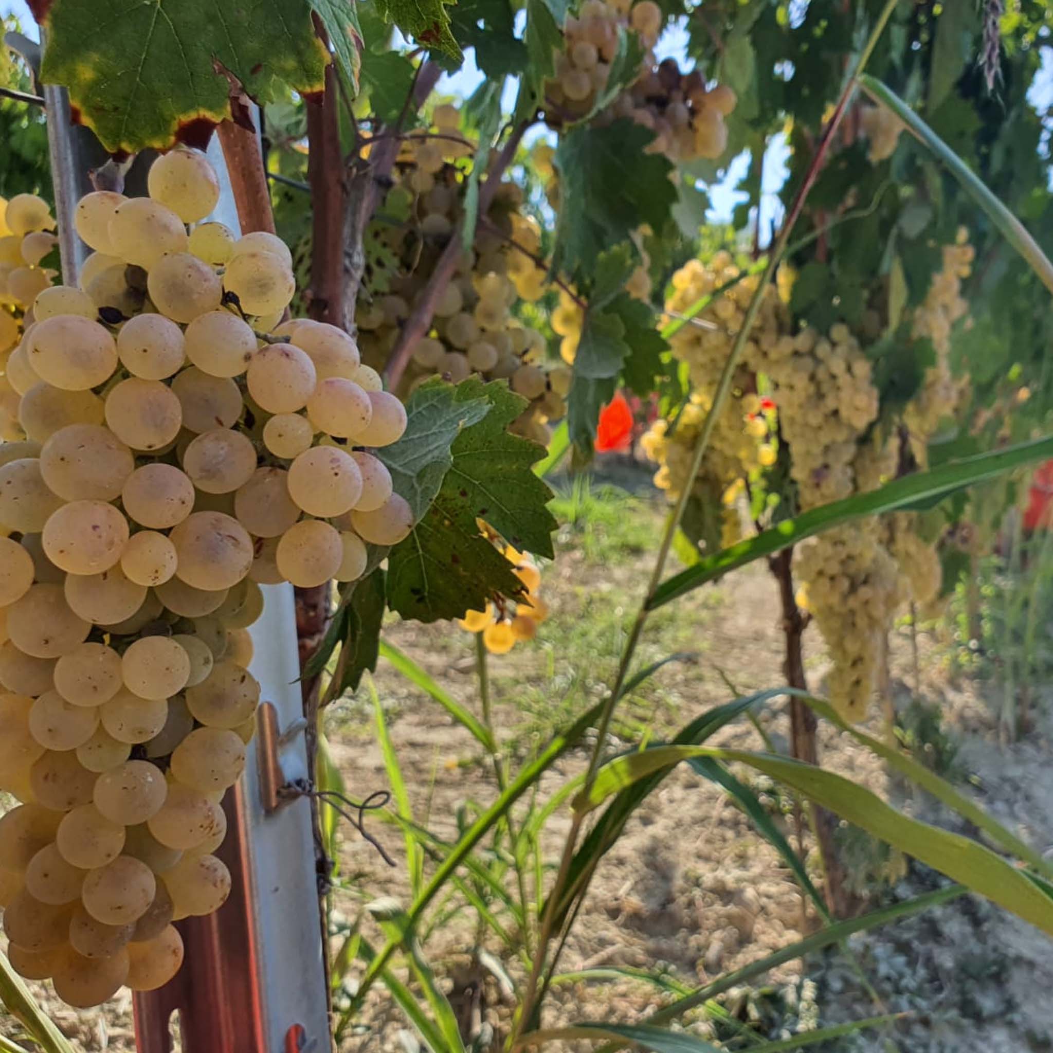 Cascina Ghercina Gavi 2022