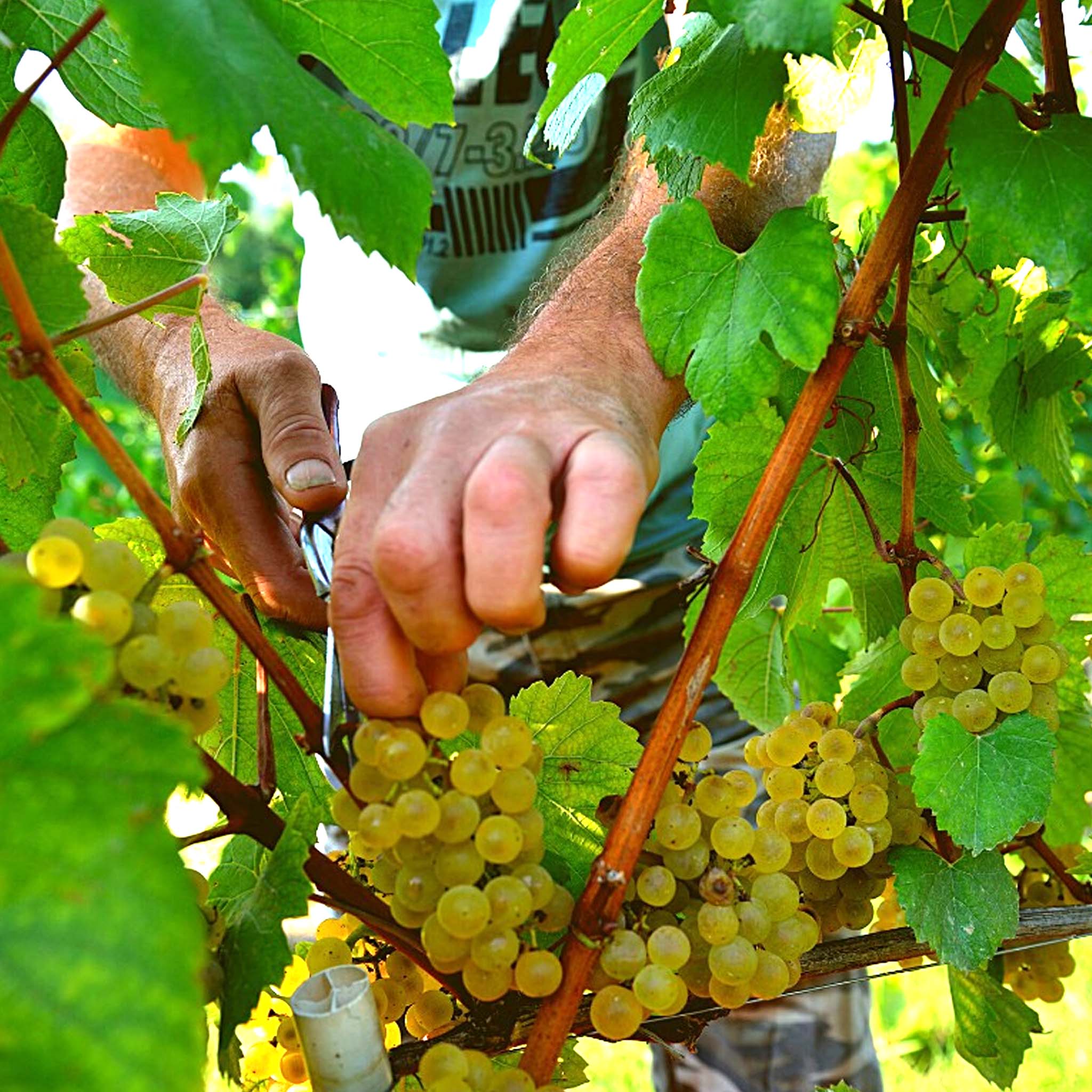 Cascina Ghercina Gavi 2022