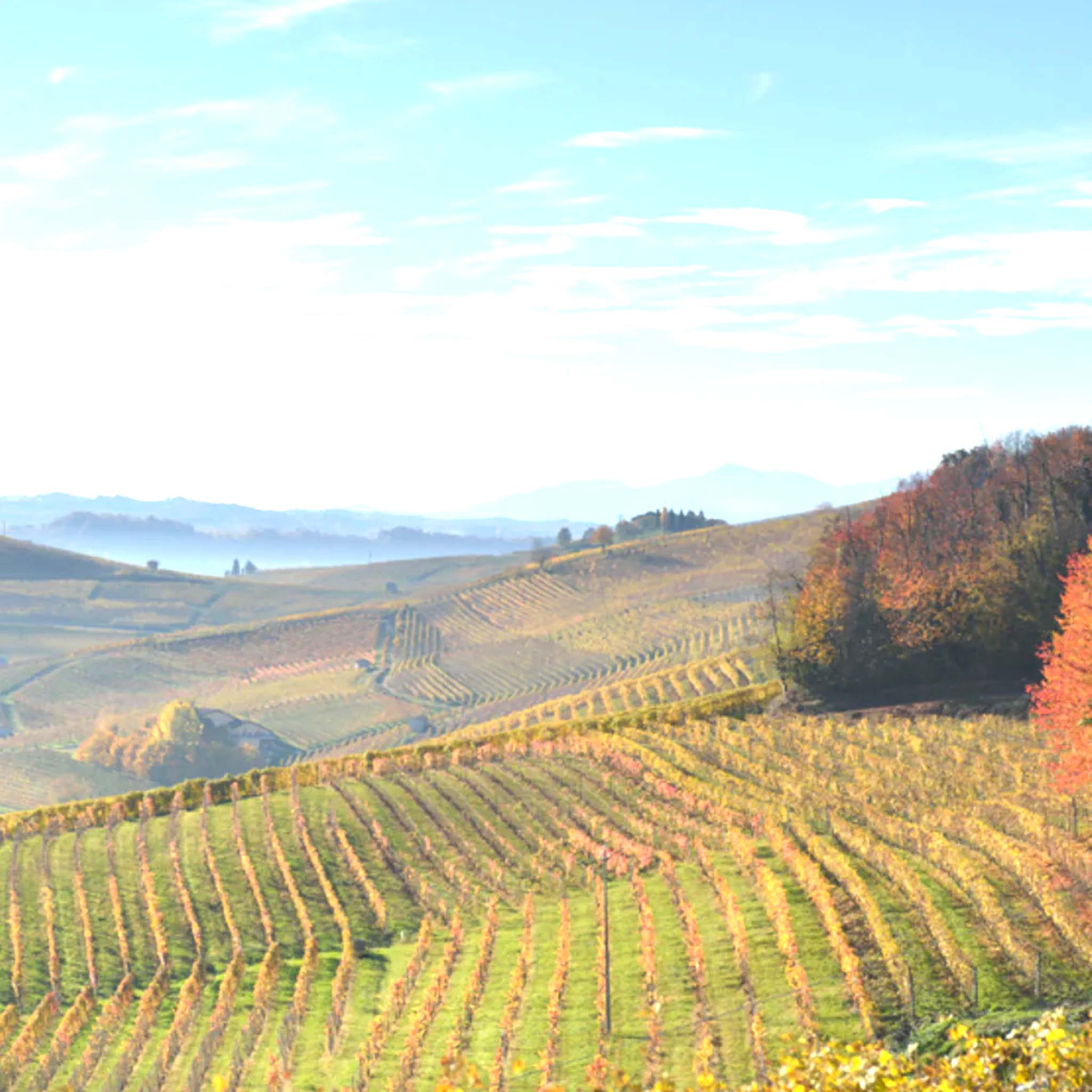 Cascina Ghercina Gavi 2022