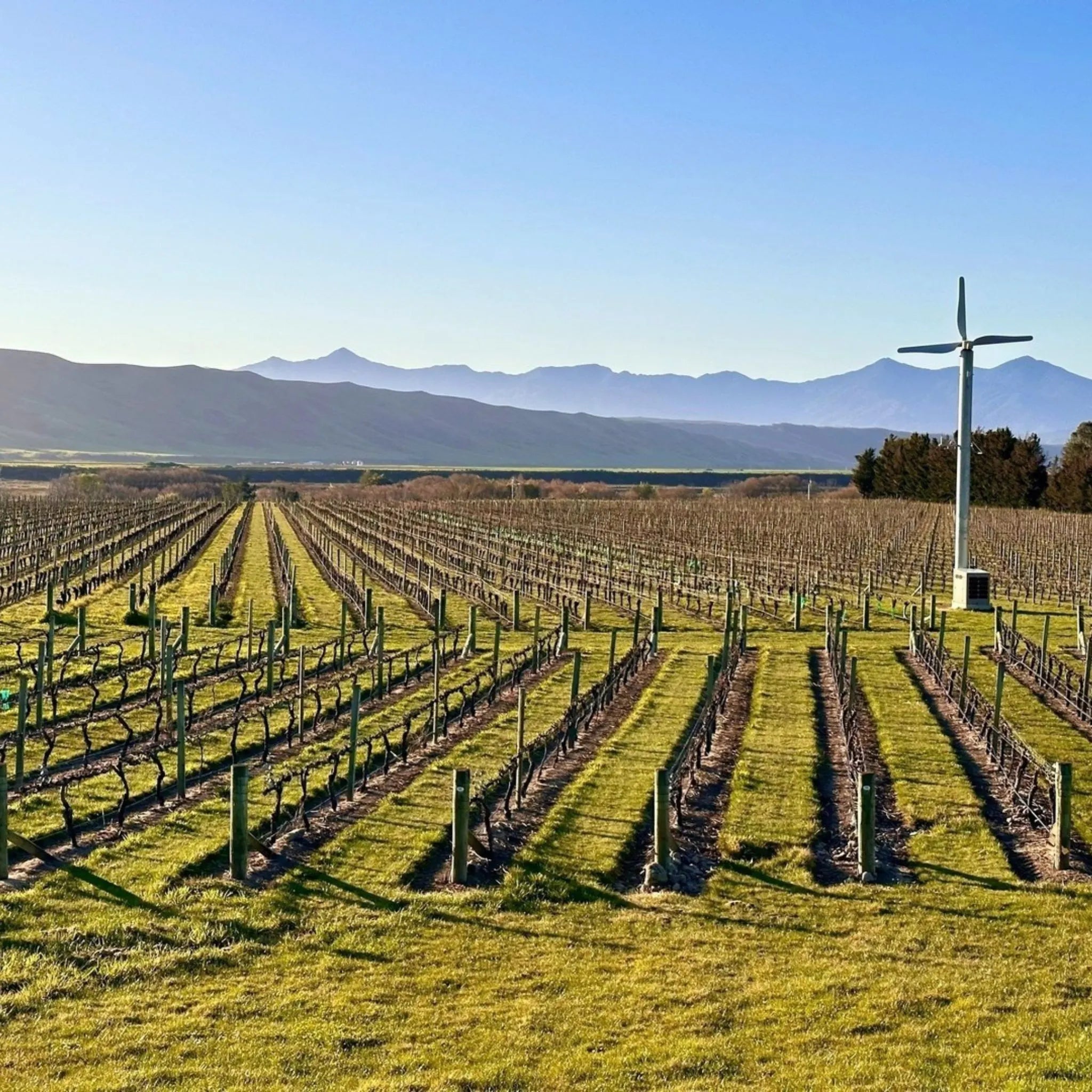 Catalina Sounds Pinot Gris 2025