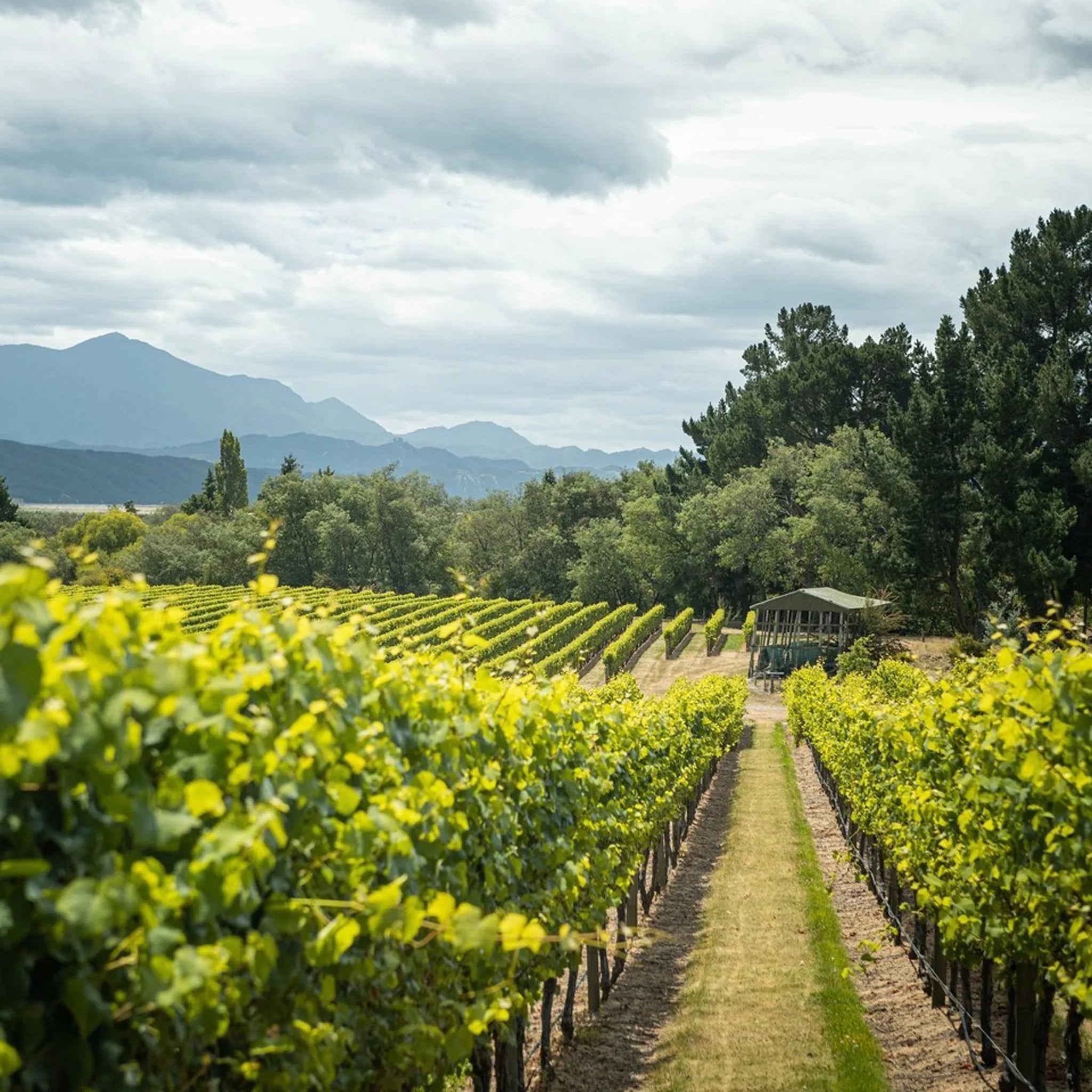 Catalina Sounds Pinot Gris 2025