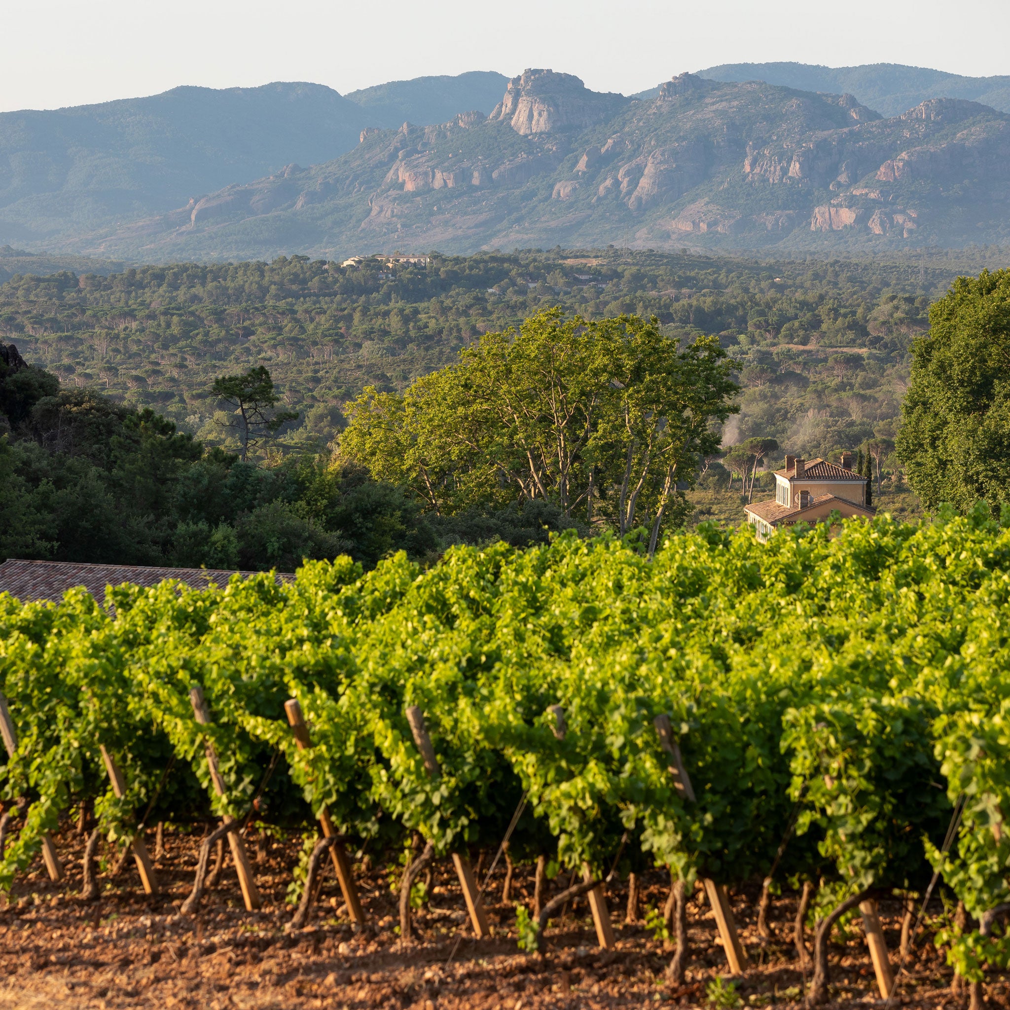 The Vineyard | Chateau d'Esclans Rock Angel