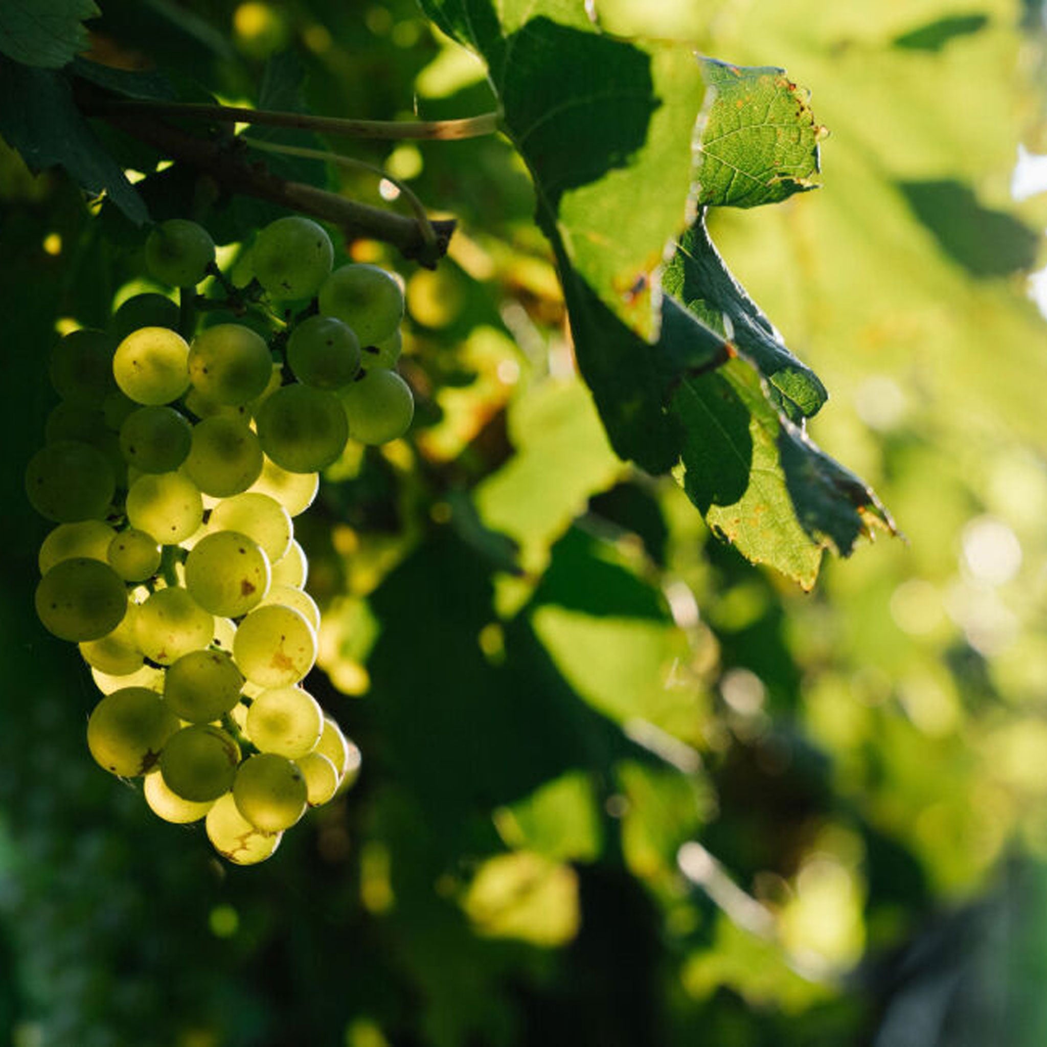 The Vineyard | Penfolds Adelaide Hills - BIN23A Chard