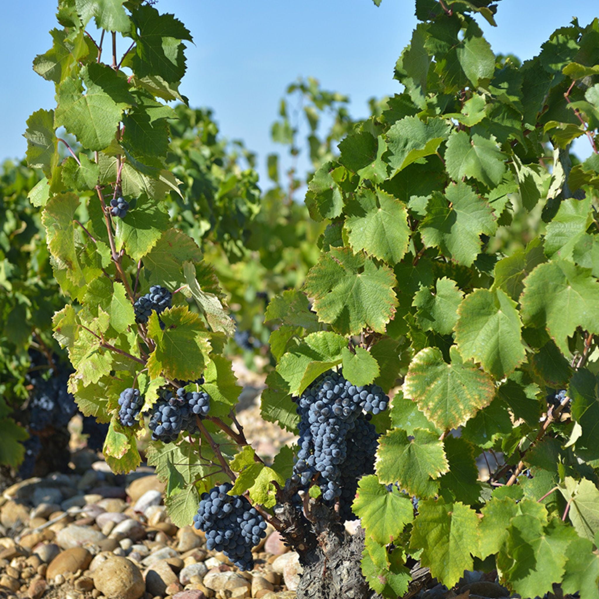 Château Mont-Redon Châteauneuf-du-Pape Le Plateau Blanc 2024
