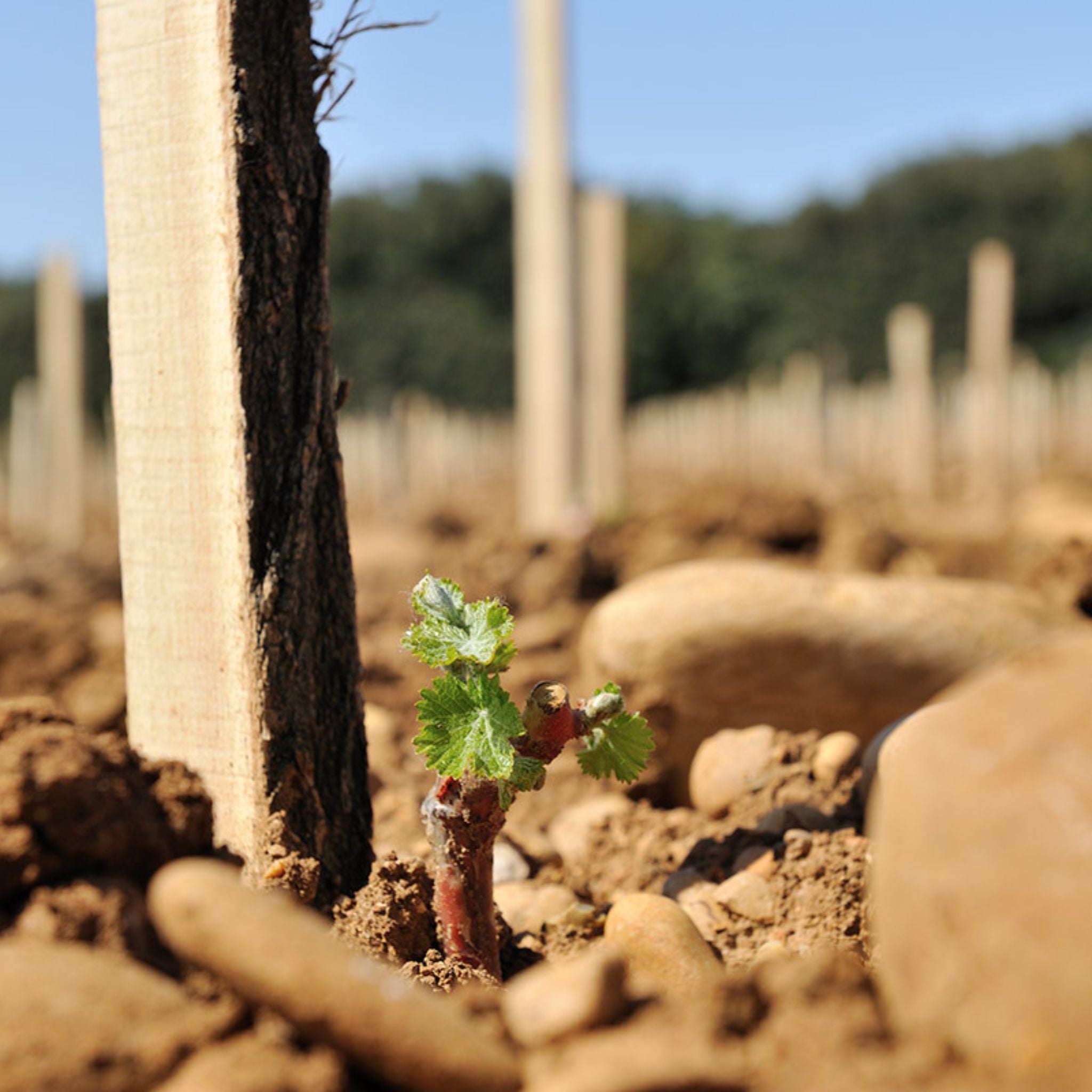 Château Mont-Redon Châteauneuf-du-Pape Le Plateau Blanc 2024