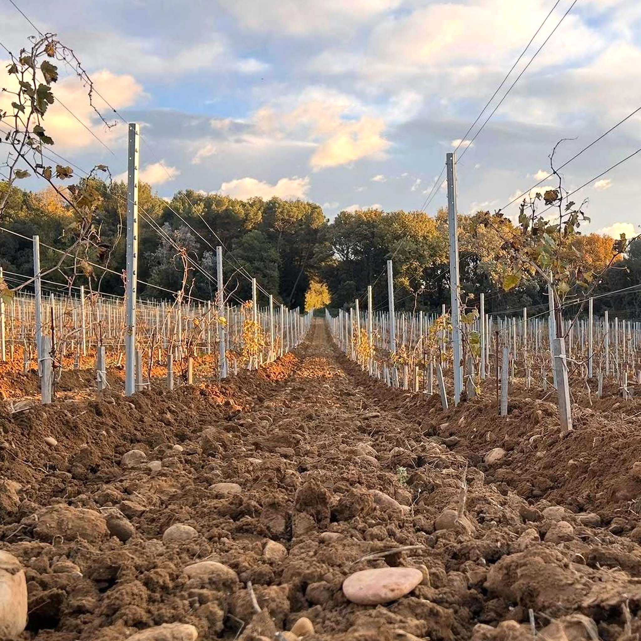 Château Mont-Redon Châteauneuf-du-Pape Le Plateau Blanc 2024