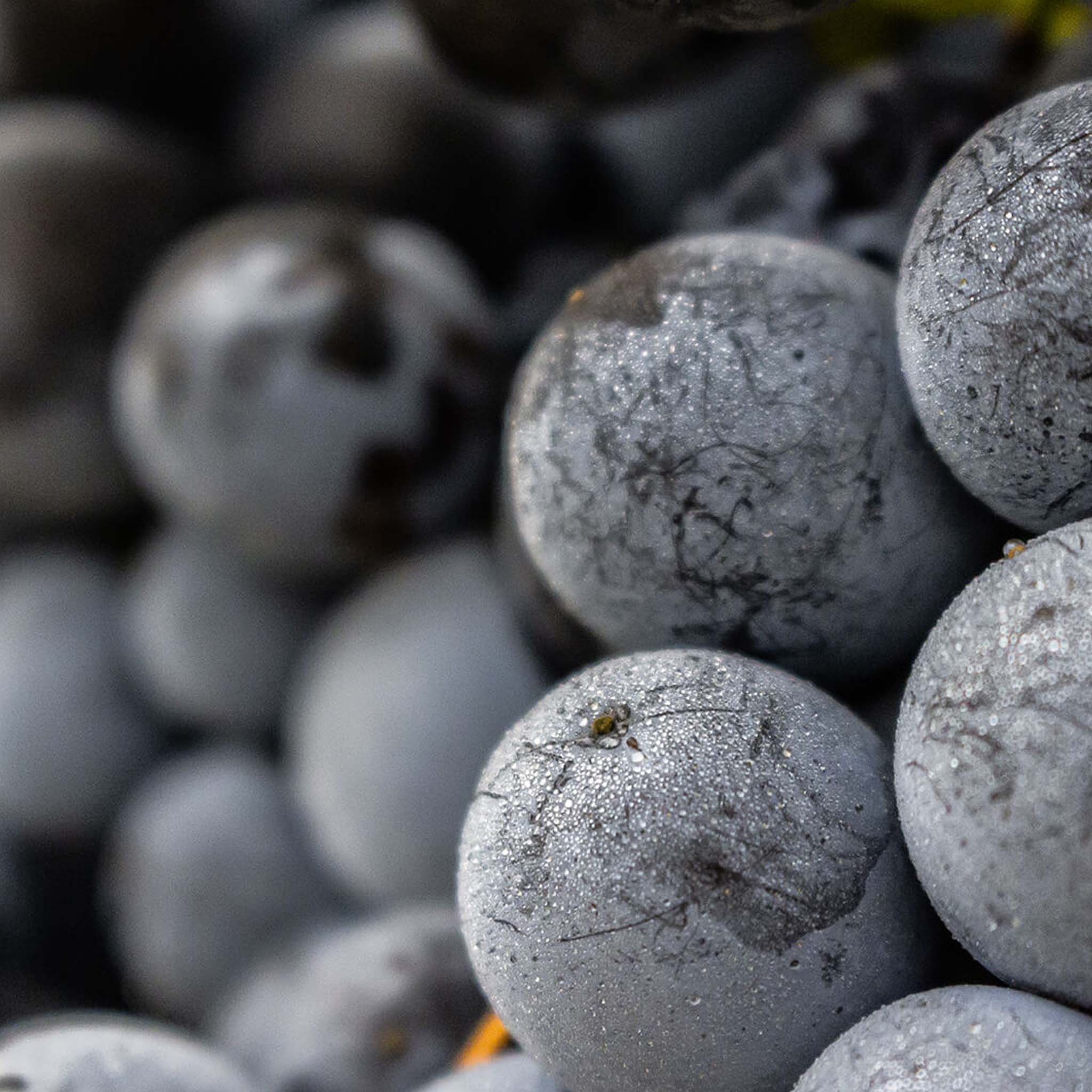 Château Mont-Redon Châteauneuf-du-Pape 2022