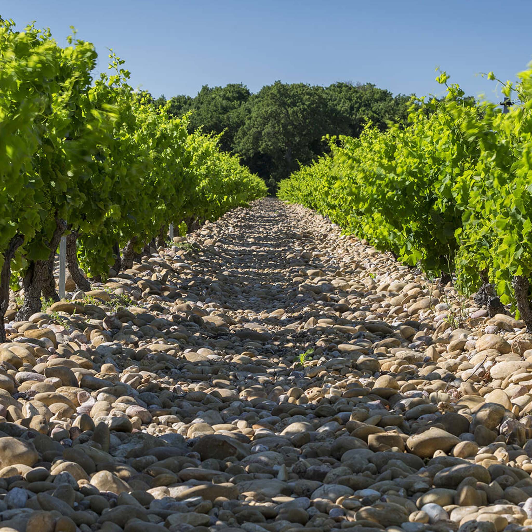 Chateau Mont-Redon Châteauneuf-du-Pape Blanc 2024