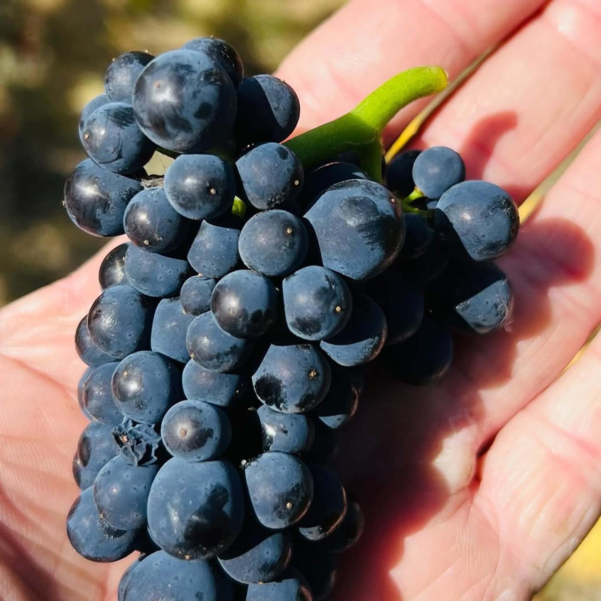 Chatto Killara Pinot Noir 2024