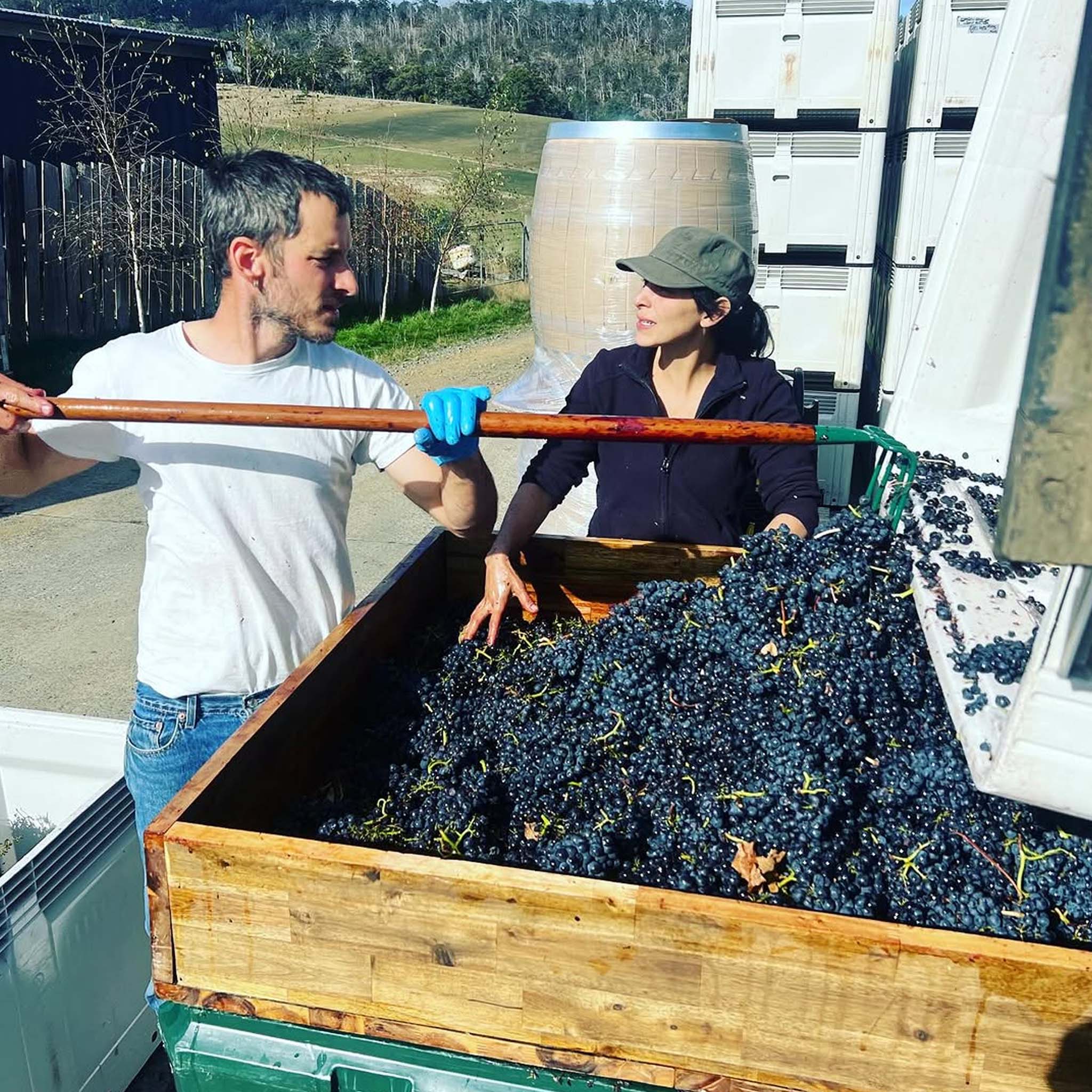 Chatto Killara Pinot Noir 2024