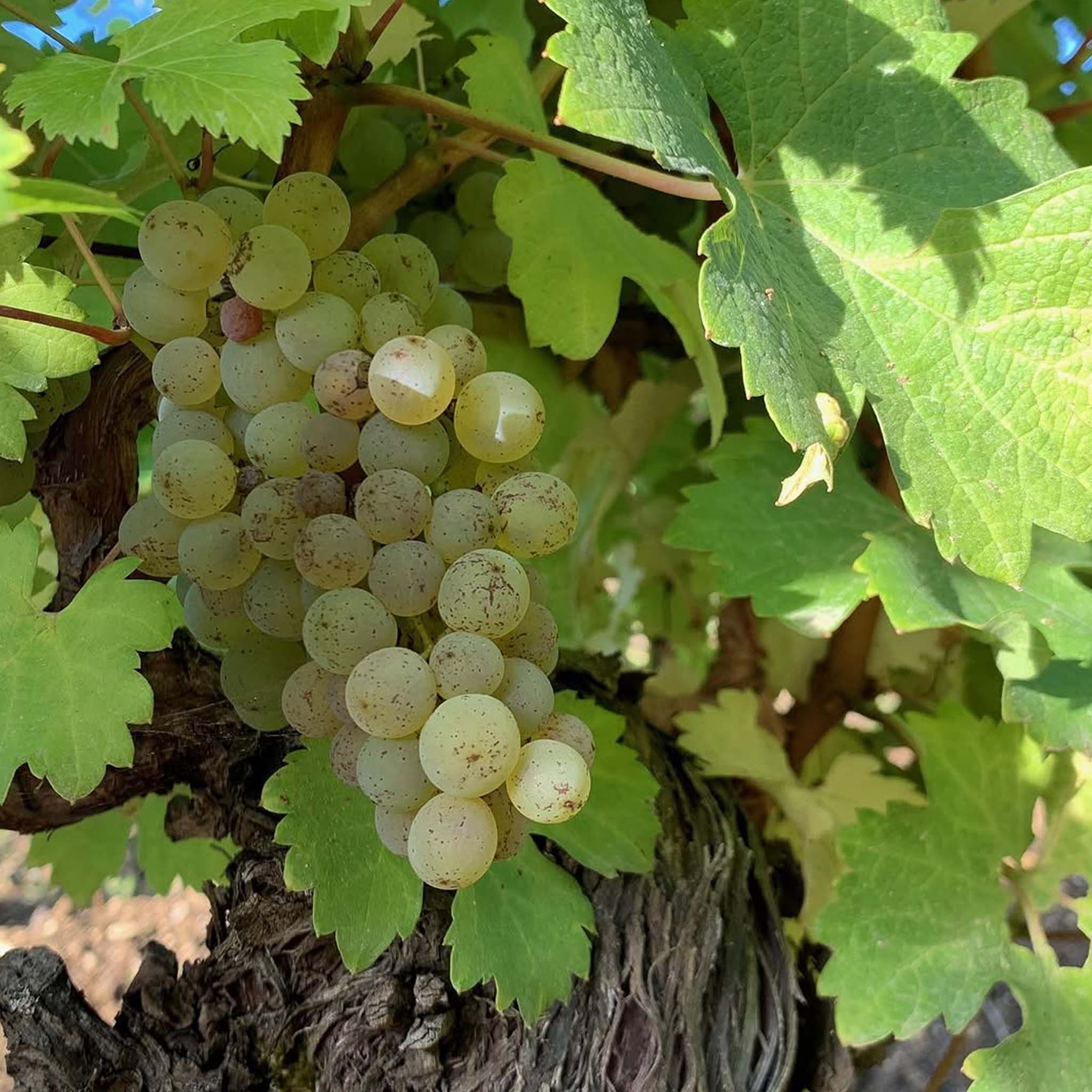 Domaine Claude Riffault Les Chasseignes Sancerre 2023