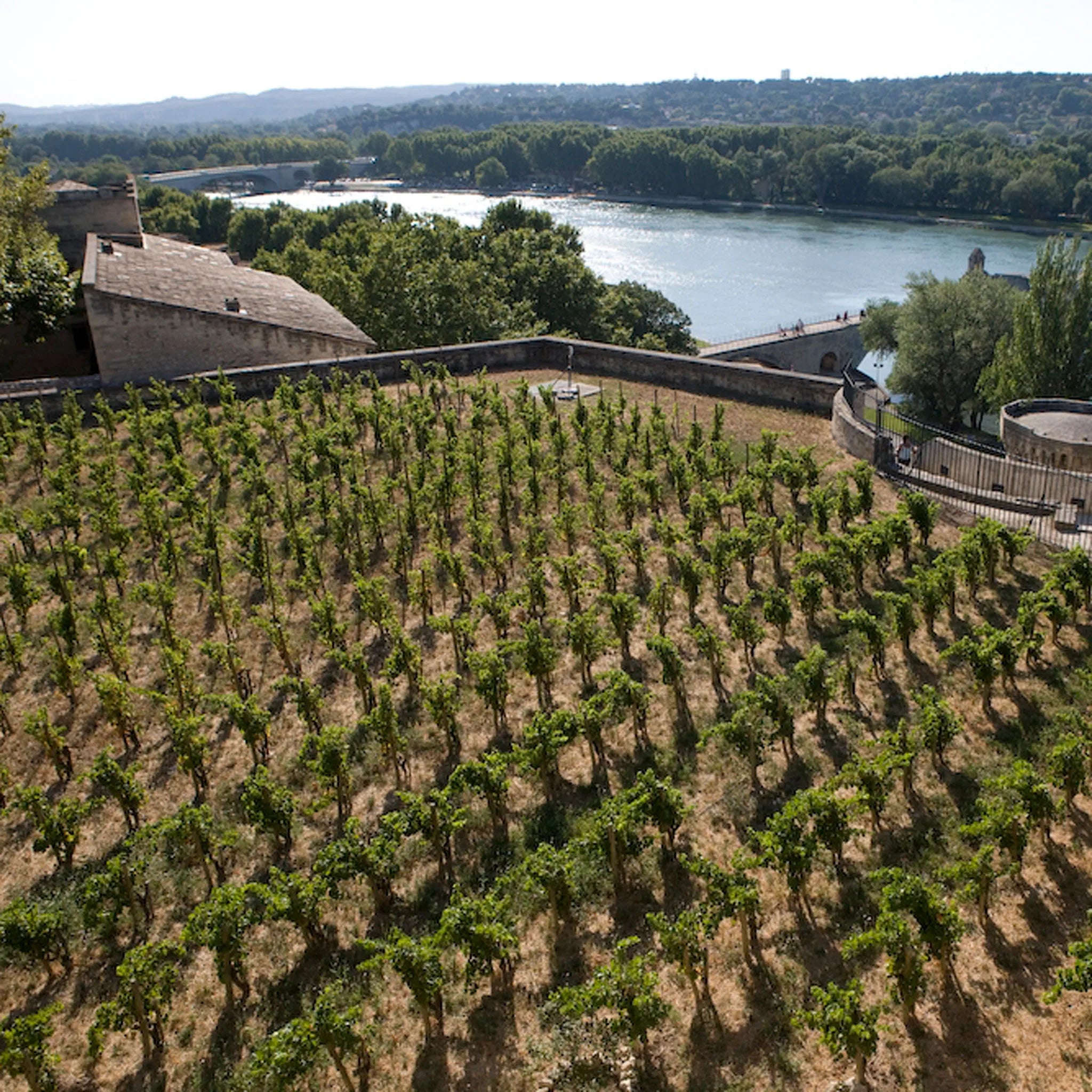 The Vineyard | Clos Des Papes