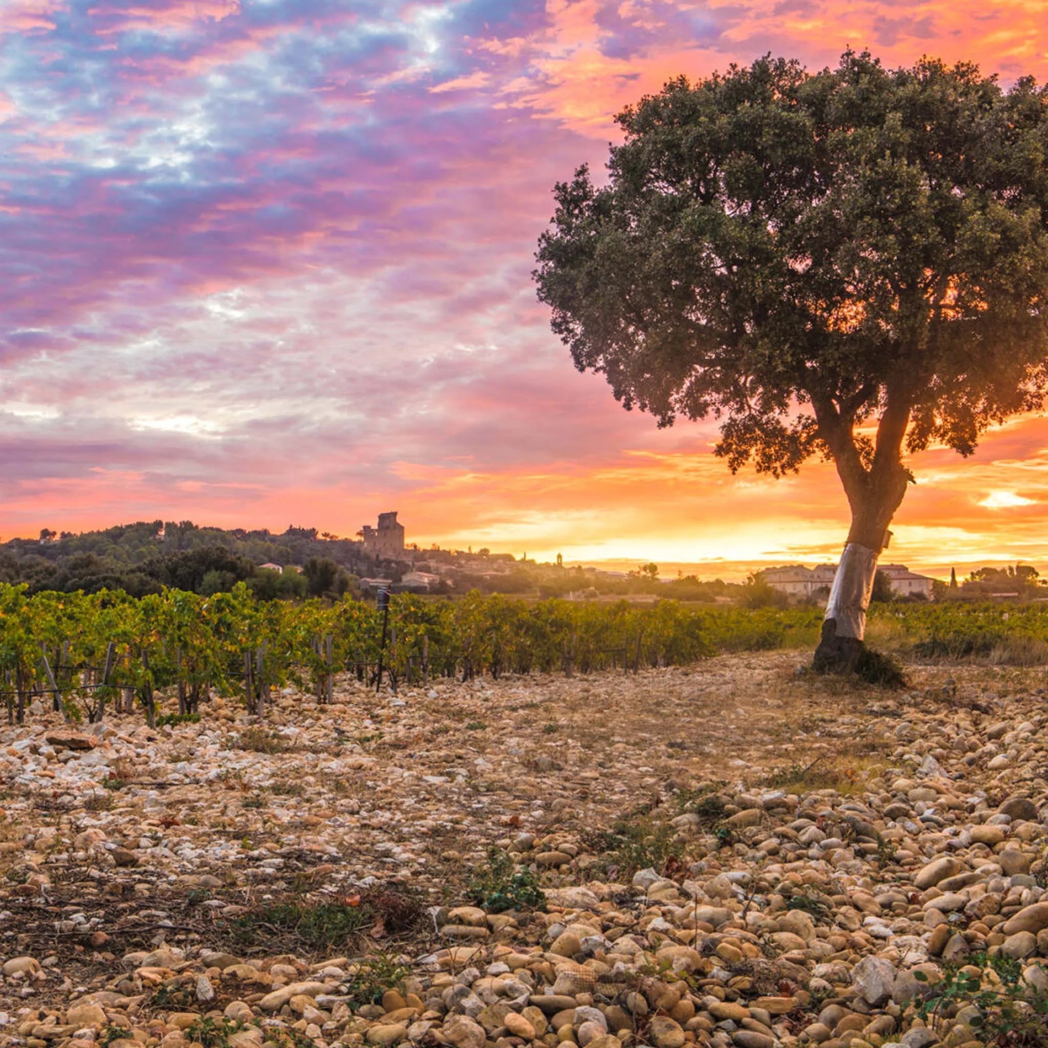 Clos des Papes Châteauneuf-du-Pape Blanc 2024