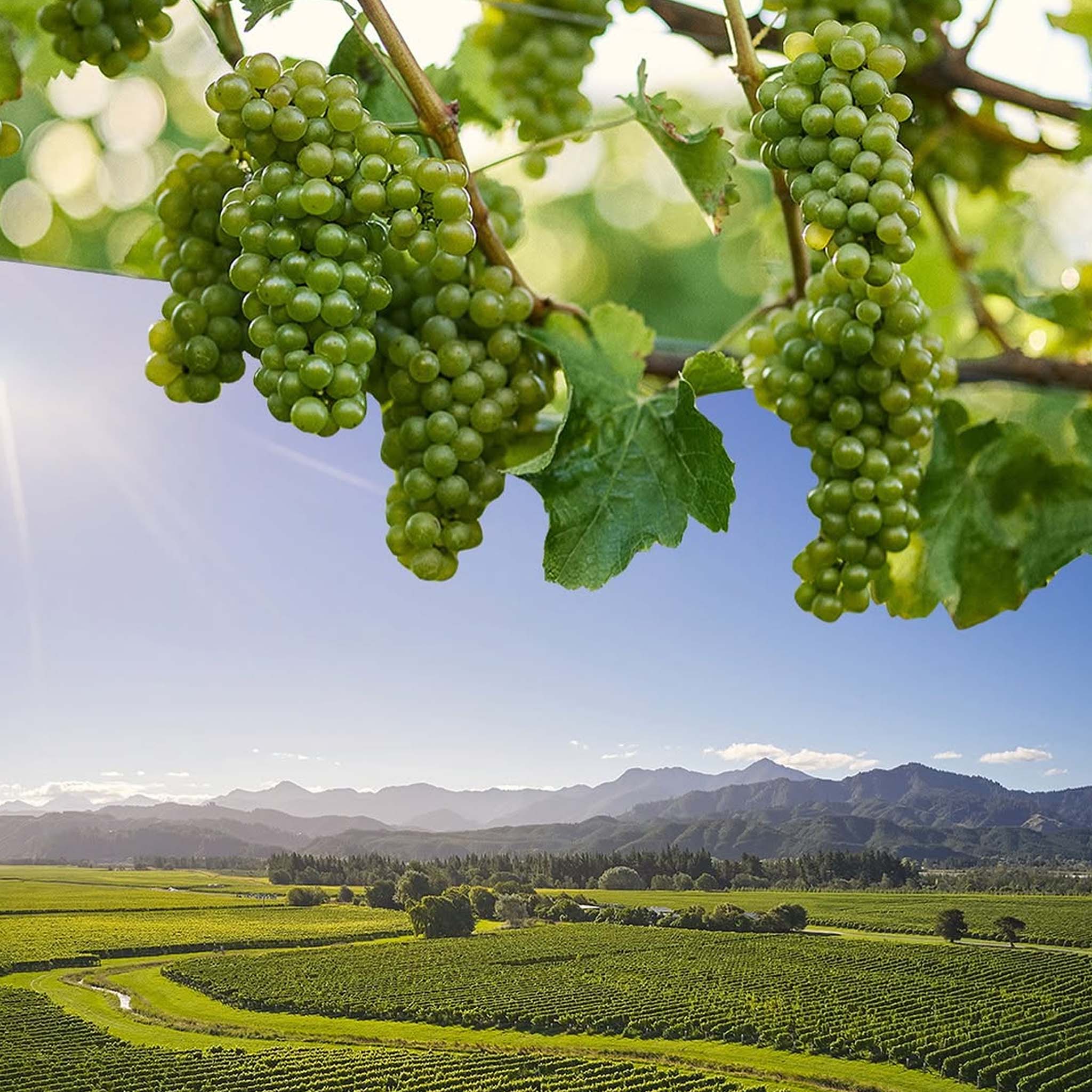Cloudy Bay Chardonnay 2023