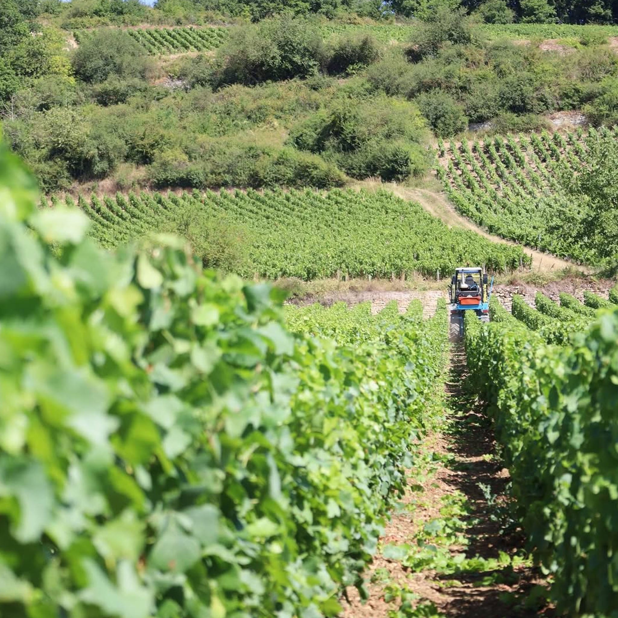 Domaine Lucien Muzard Santenay Rouge Vieilles Vignes 2023