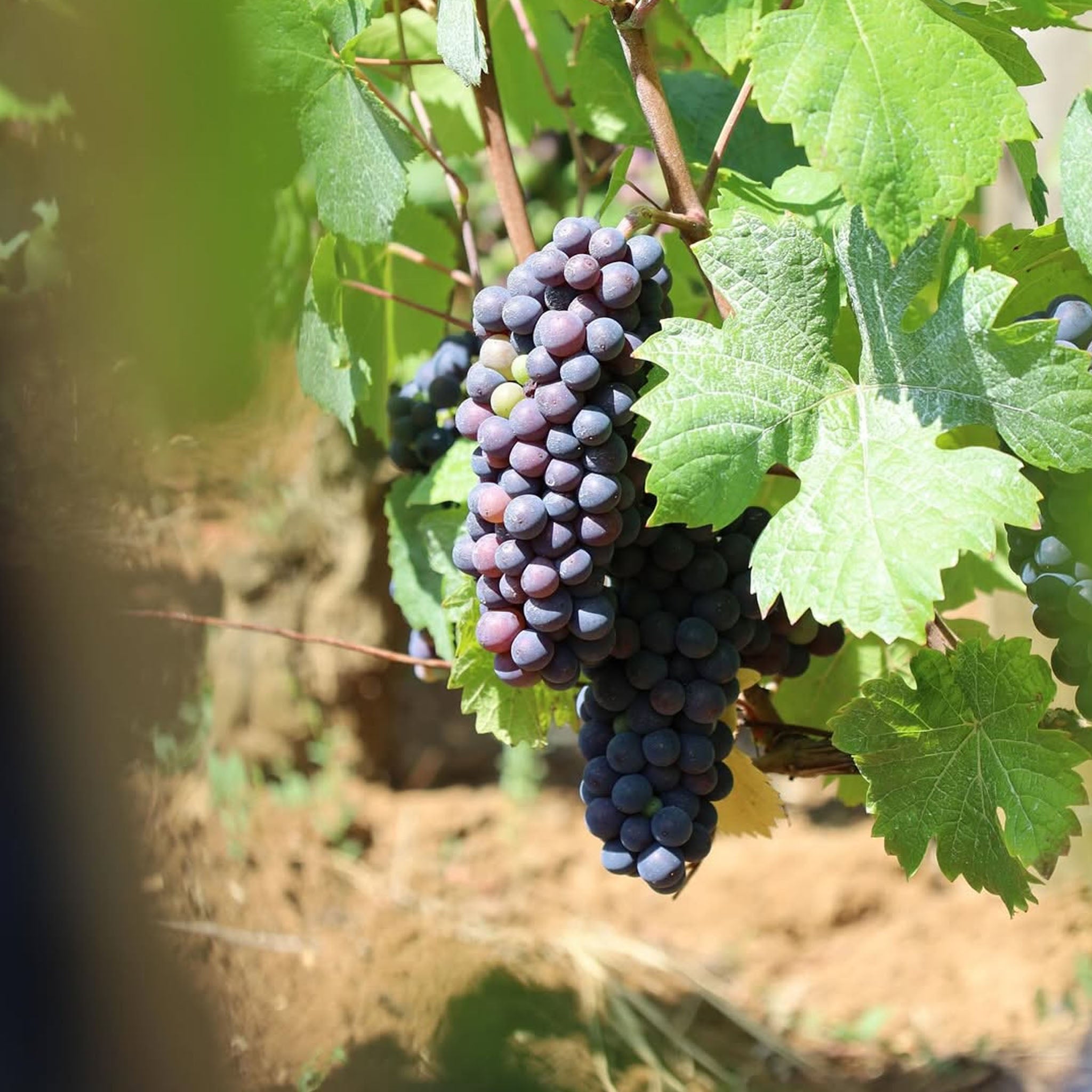 Domaine Lucien Muzard Santenay Rouge Vieilles Vignes 2023