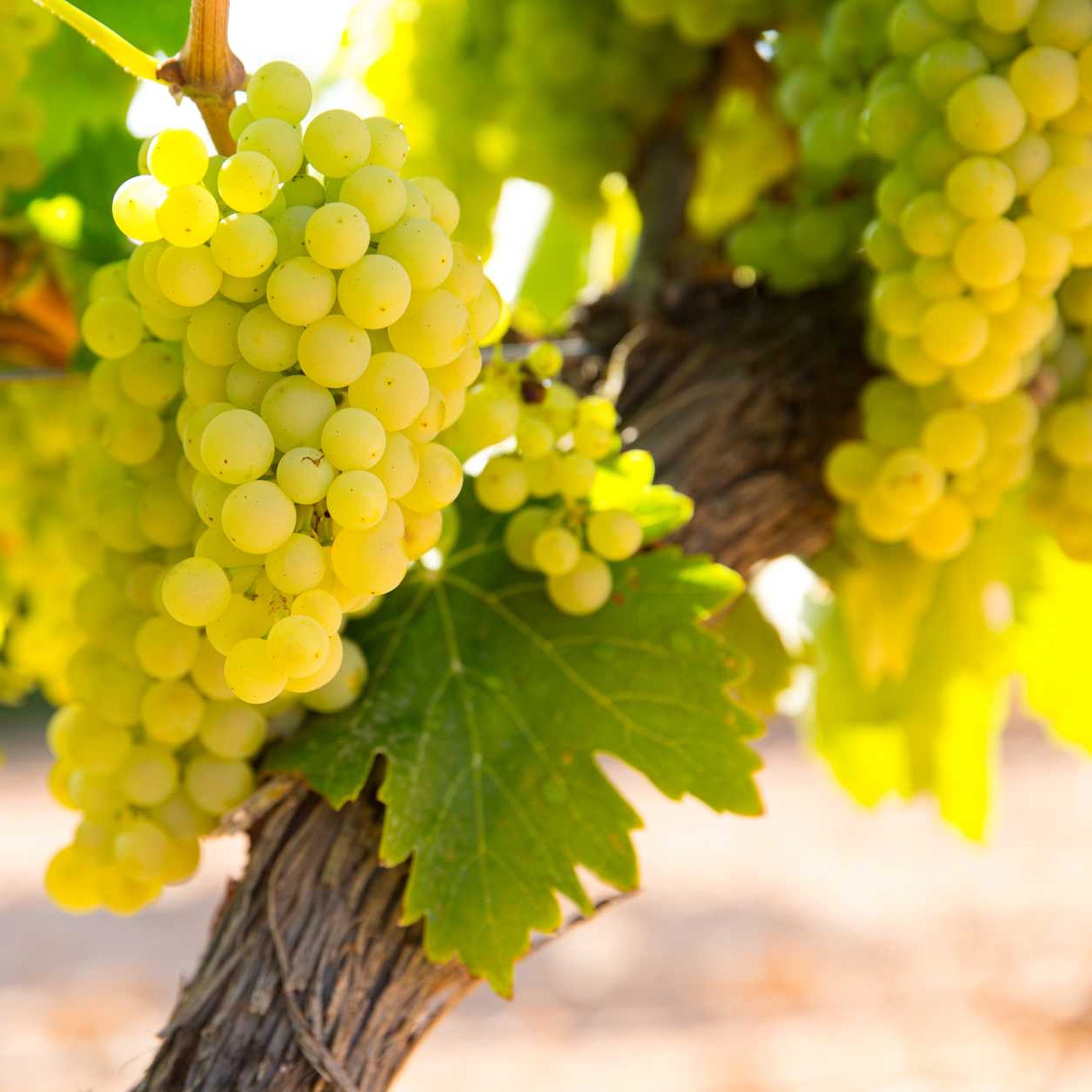 Domaine Chanson Corton Vergennes Grand Cru 2021