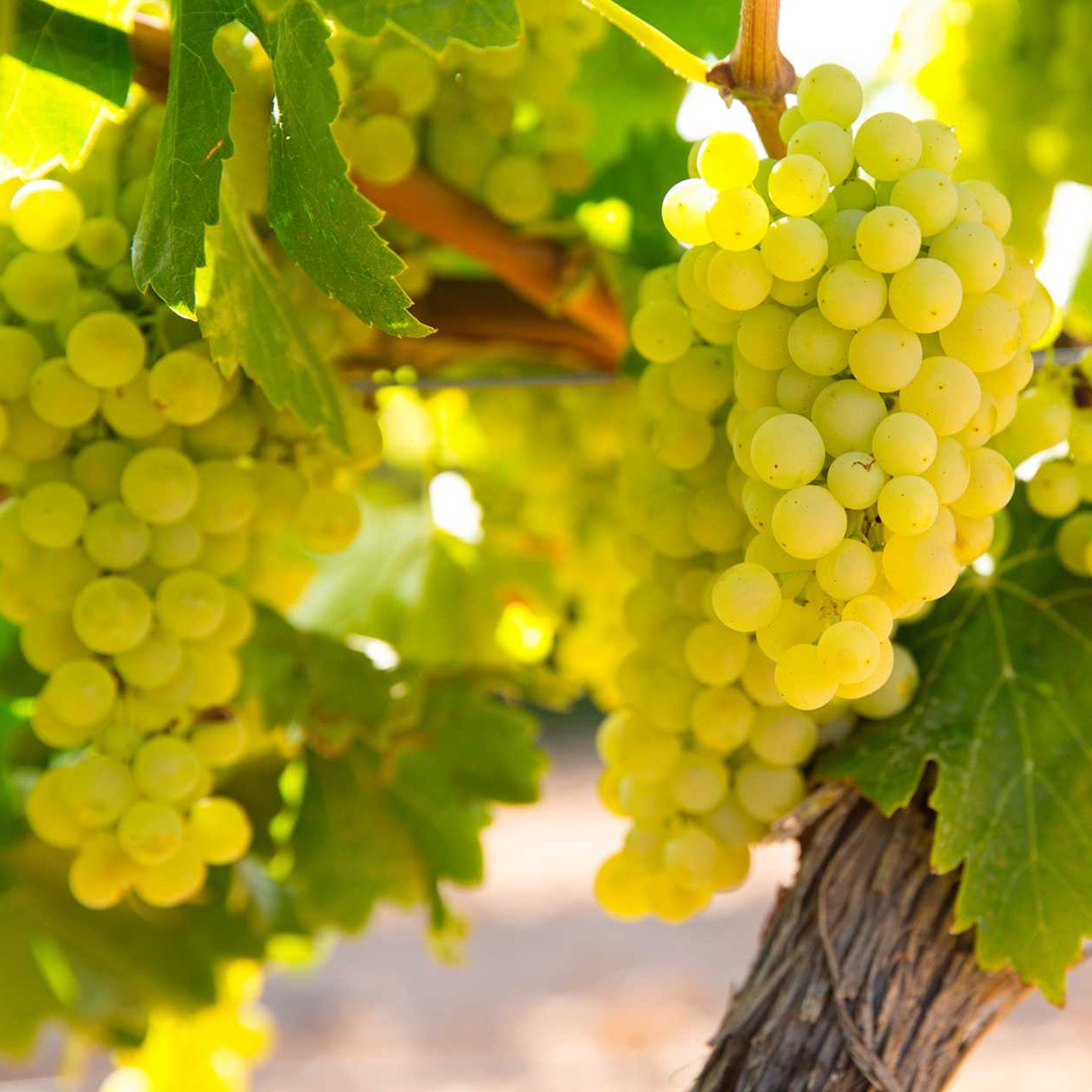 Domaine Chanson Corton Vergennes Grand Cru 2020