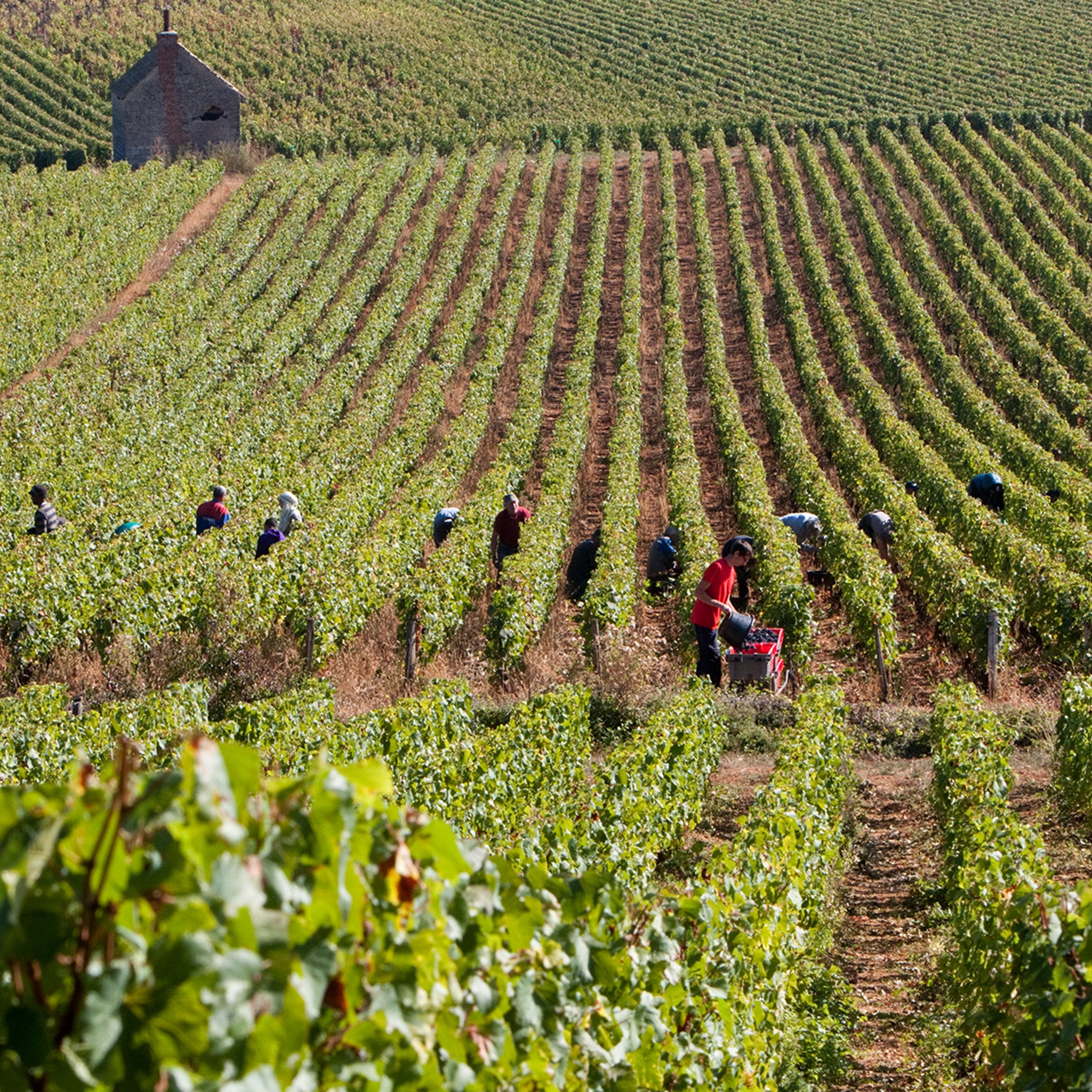 Domaine Chanson Beaune Le Clos Des Mouches 1er Cru Blanc 2021