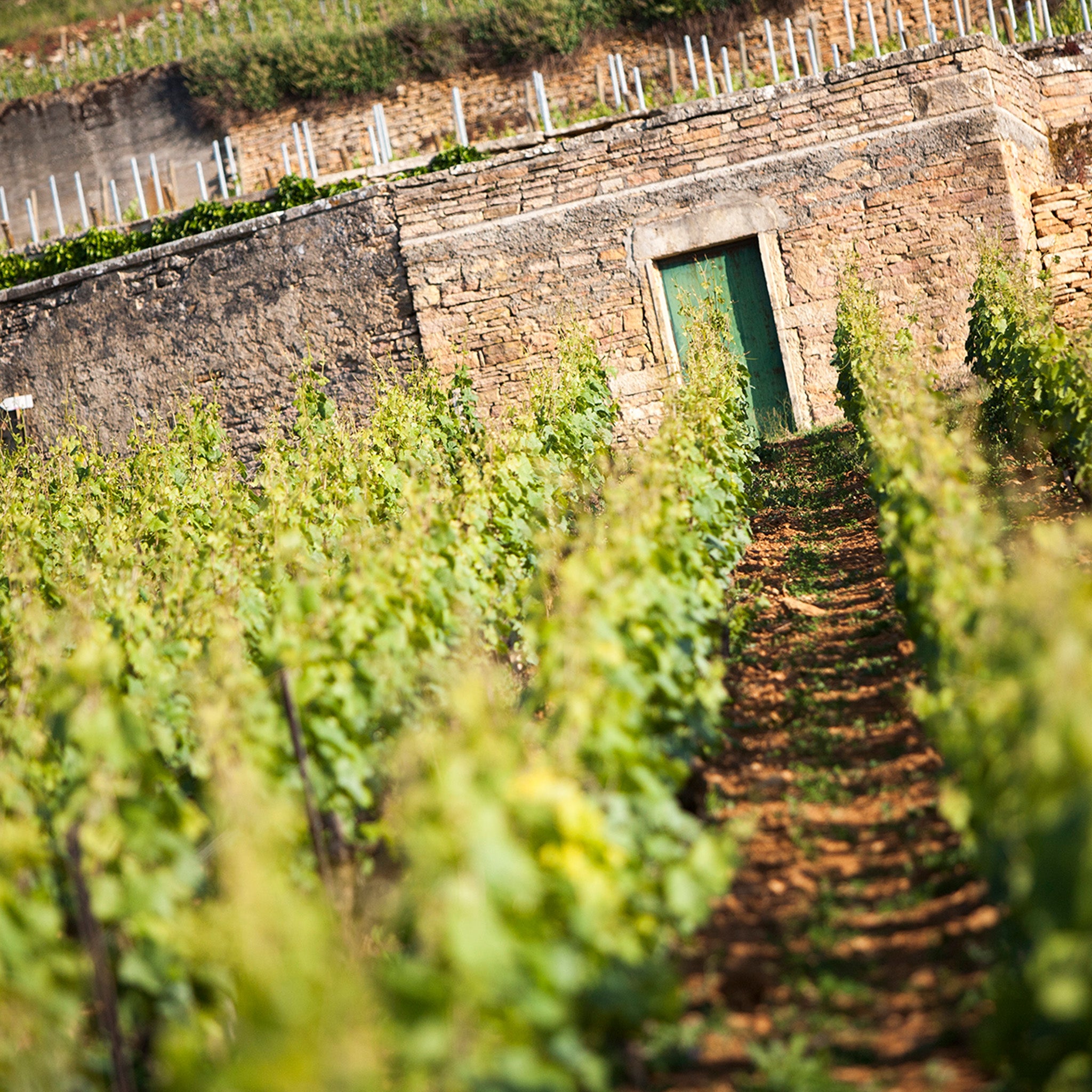 Domaine Chanson Beaune Le Clos Des Mouches 1er Cru Blanc 2021