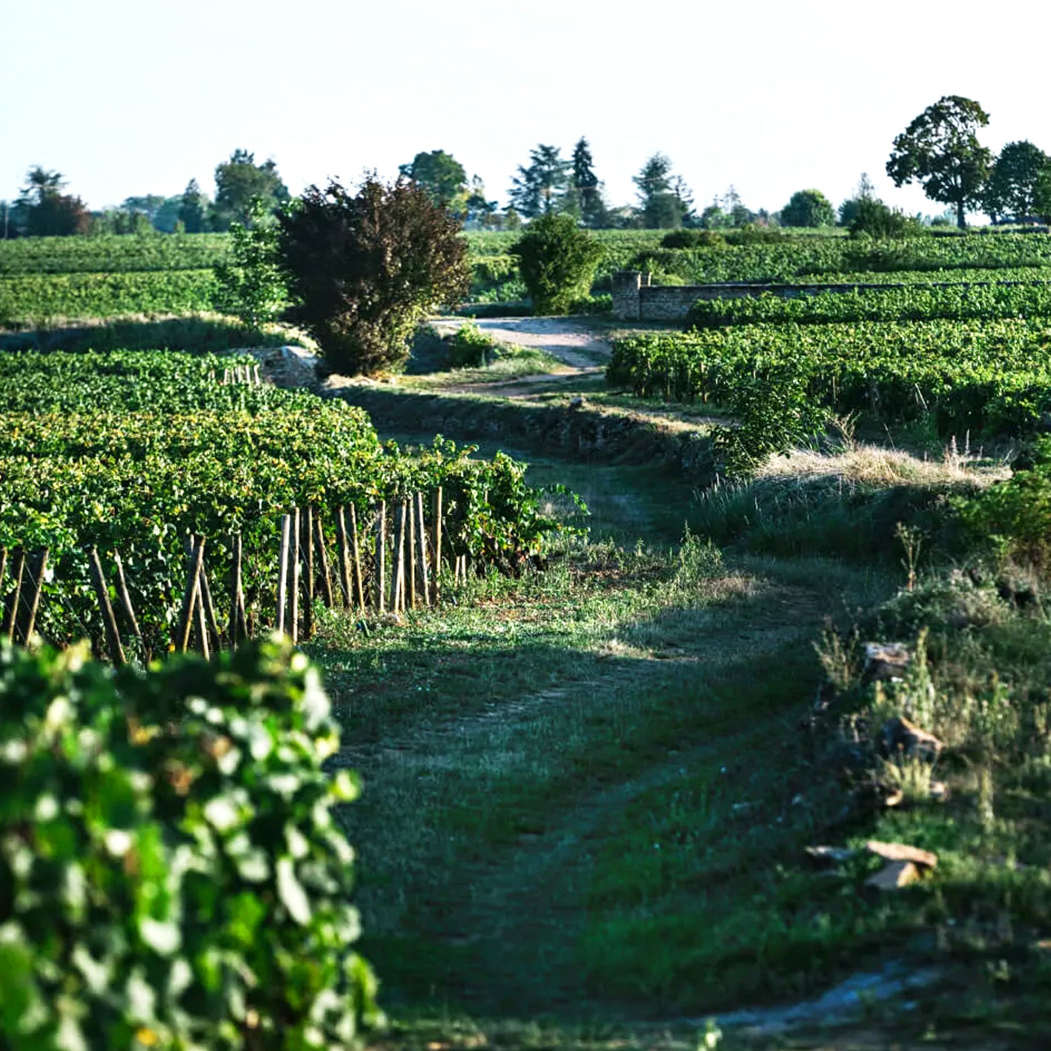 Domaine Chanson Savigny Les Beaune Hauts Marconnets 1er Cru Blanc 2020