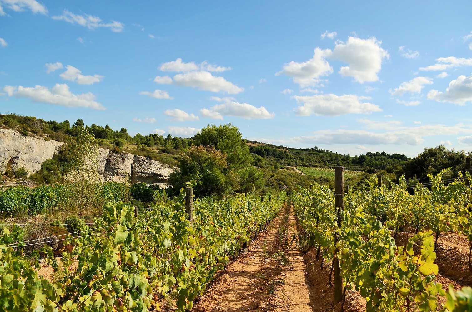The Vineyard | Domaine des Hates