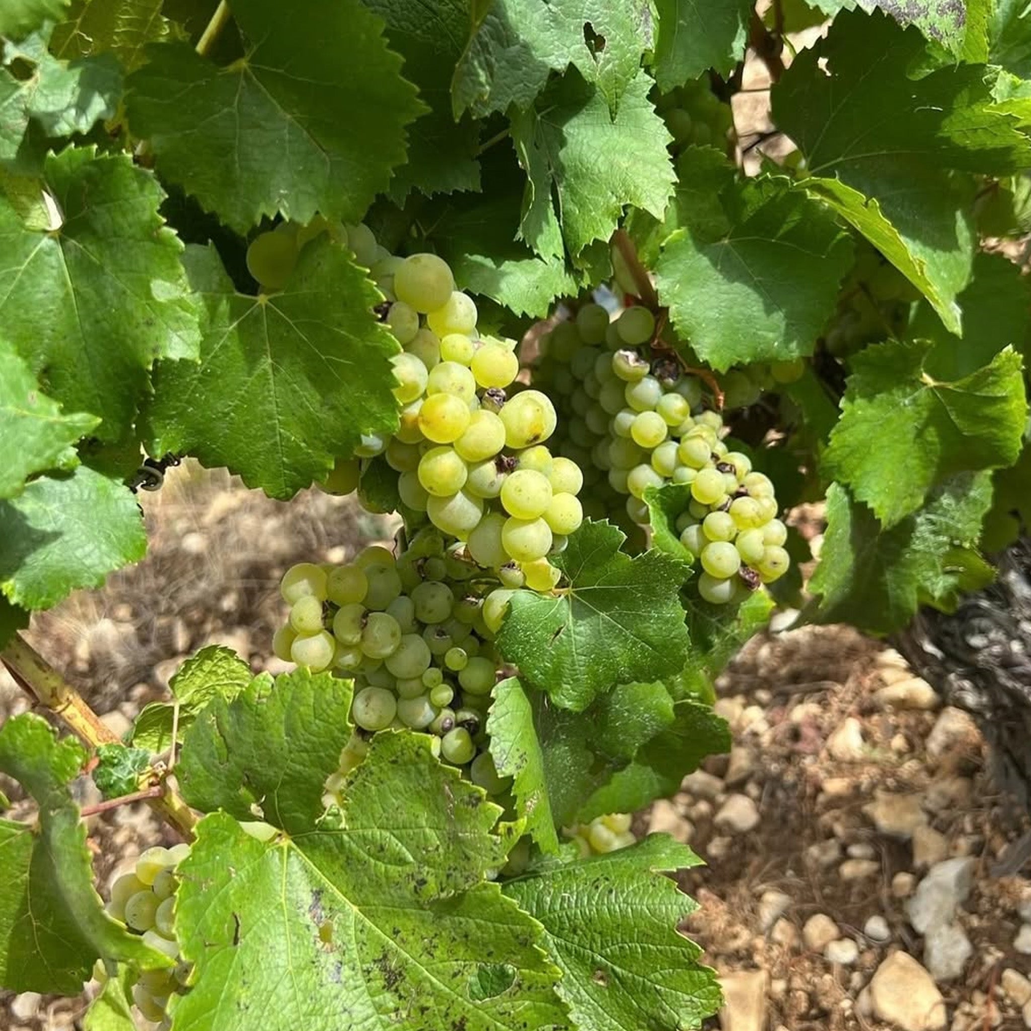 Domaine 47°N 3°E Chablis 2022