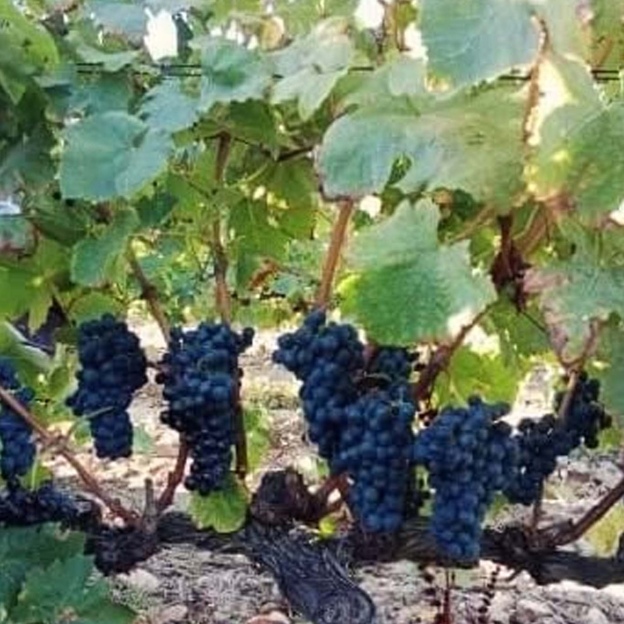 Domaine Charvin Châteauneuf-du-Pape 2022