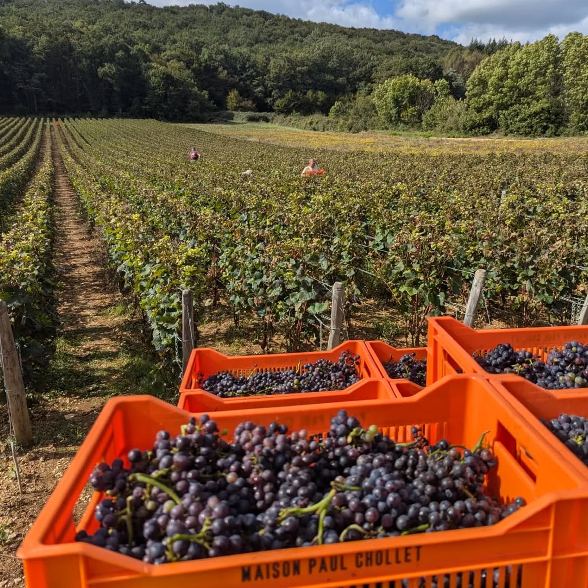 Domaine Collotte Gevrey-Chambertin Les Evocelles 2022