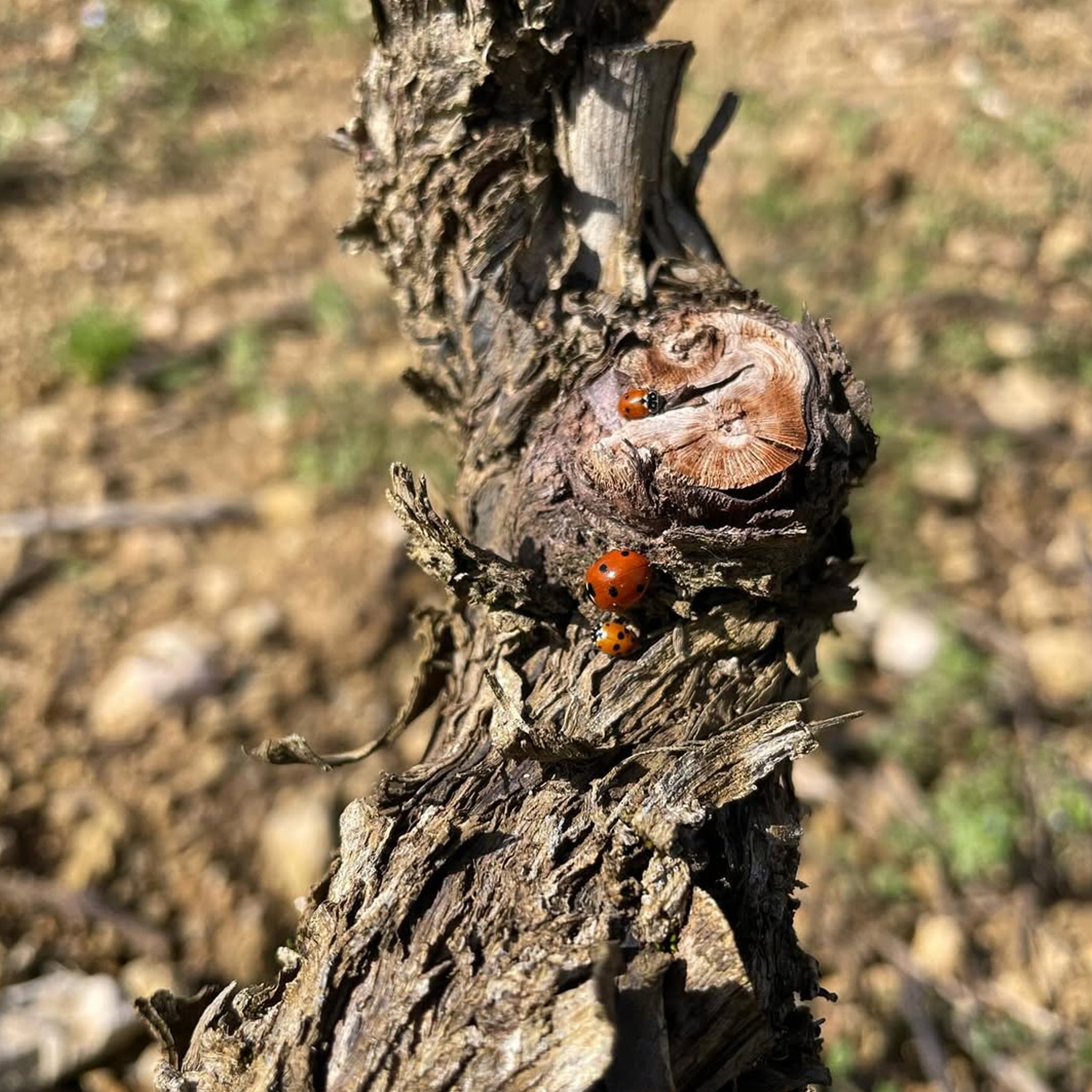 Domaine Collotte Gevrey-Chambertin Les Evocelles 2022