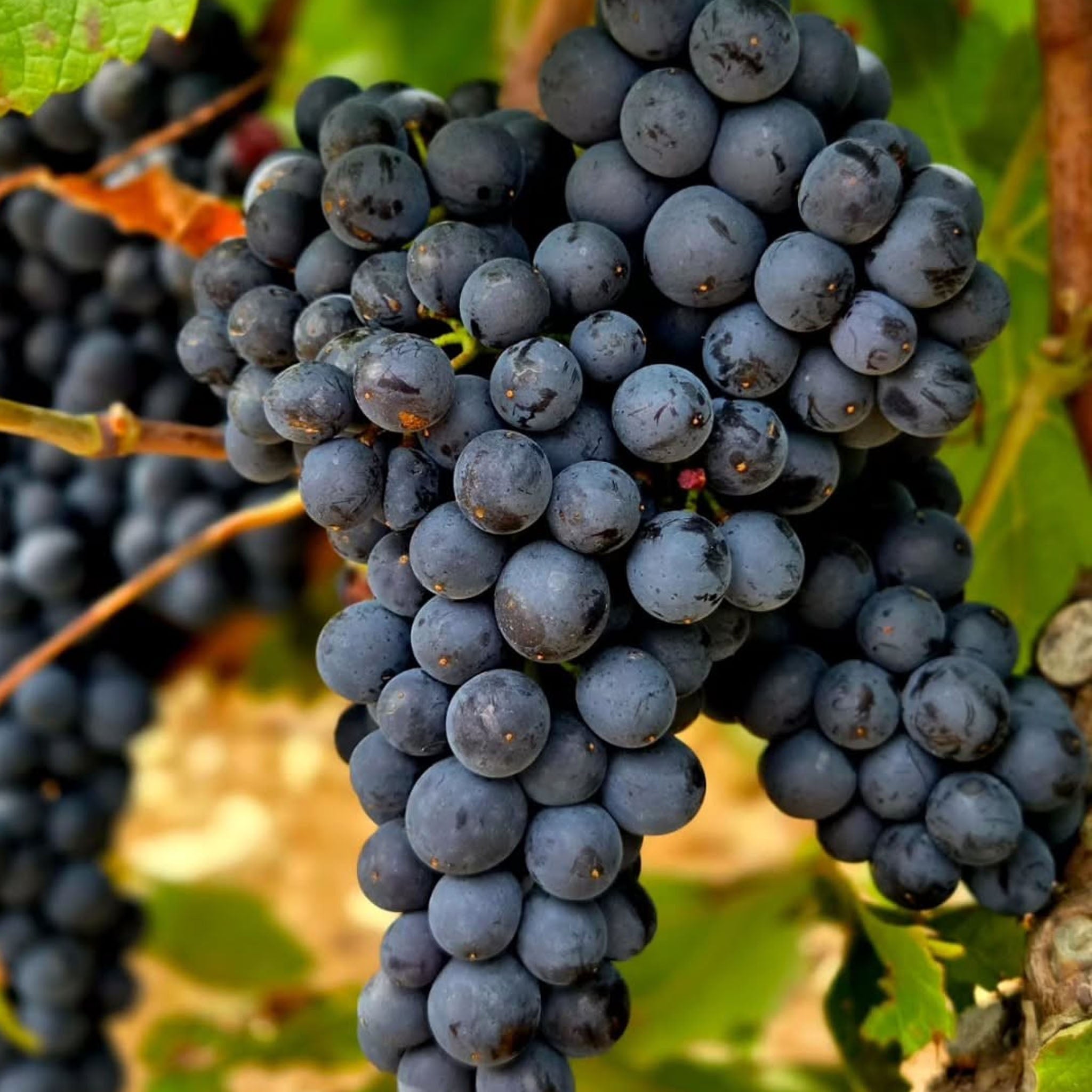 Domaine Fabien Coche Meursault Rouge 2023