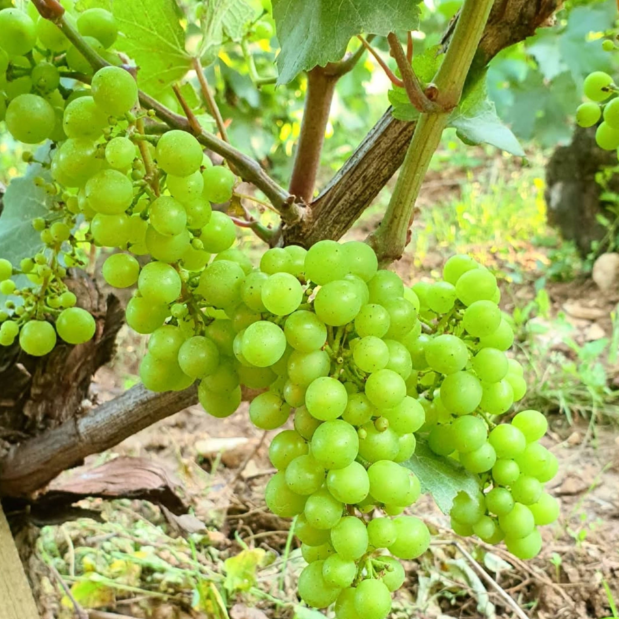 Domaine Fabien Coche Meursault 2023