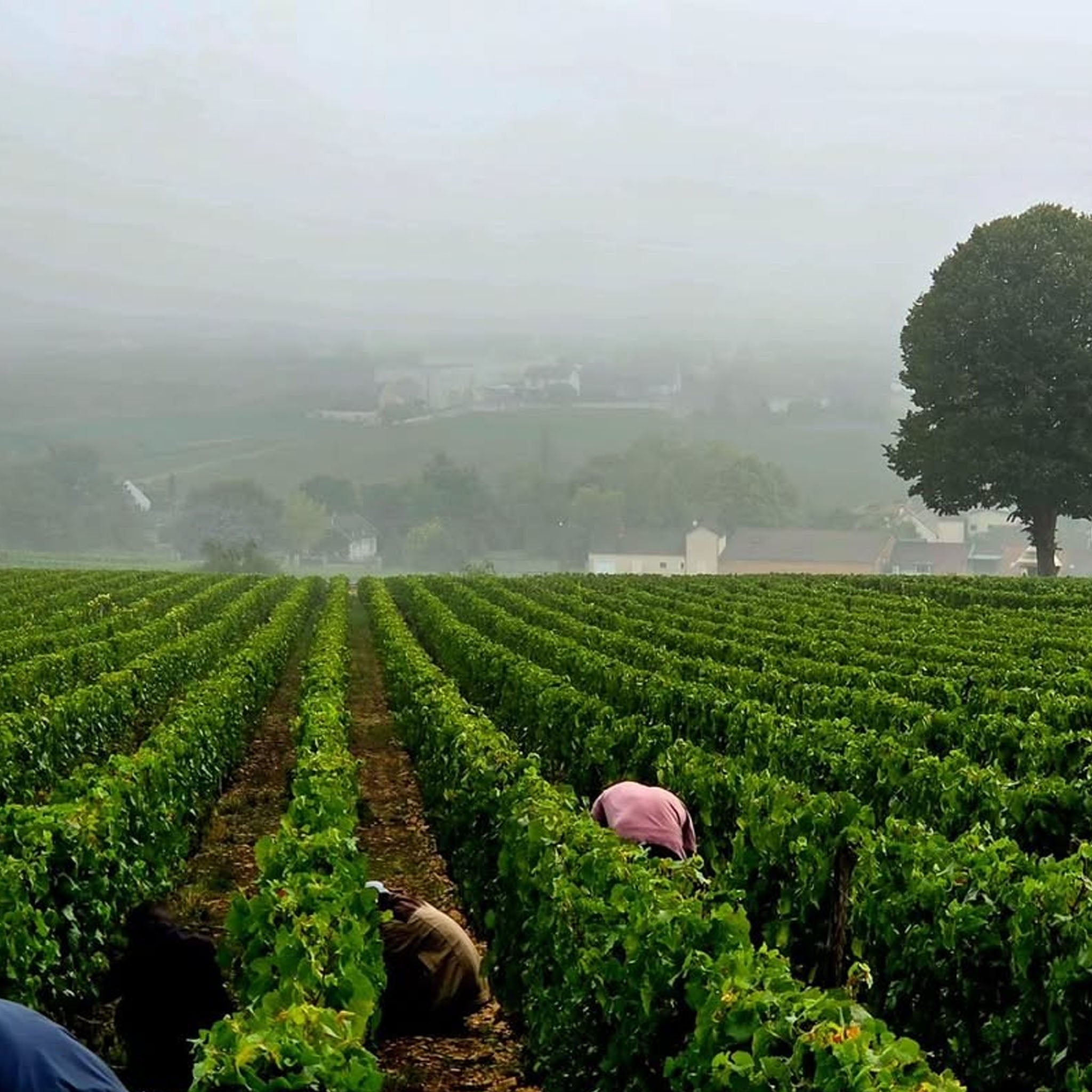 Domaine Fabien Coche Meursault 2023